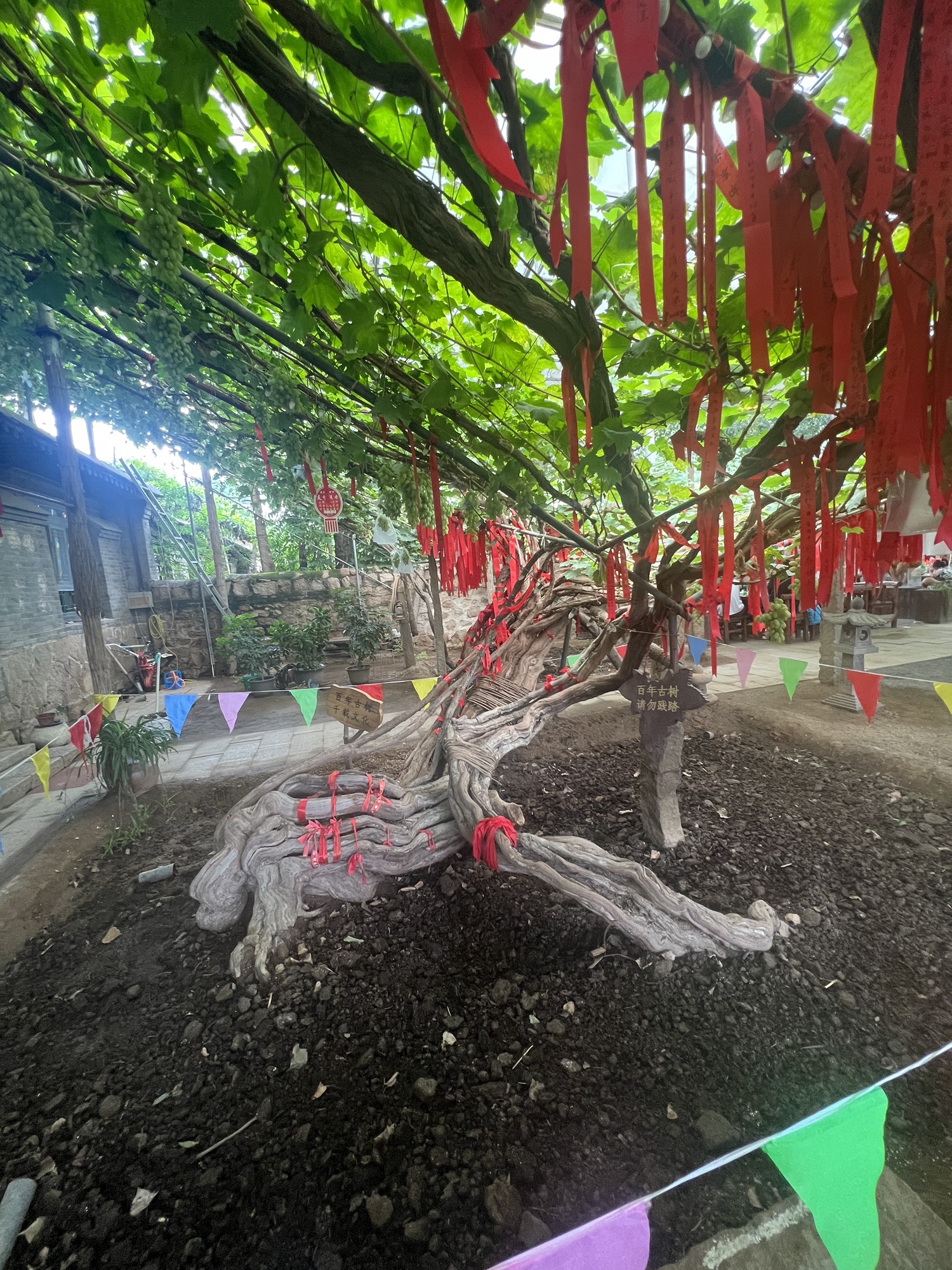昌黎葡萄小镇旅行图片 3