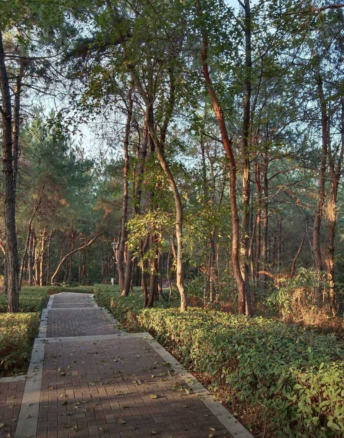 狮子岭公园旅行图片 2
