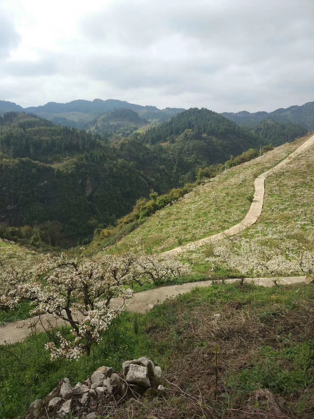 石门梨花园旅行图片 2