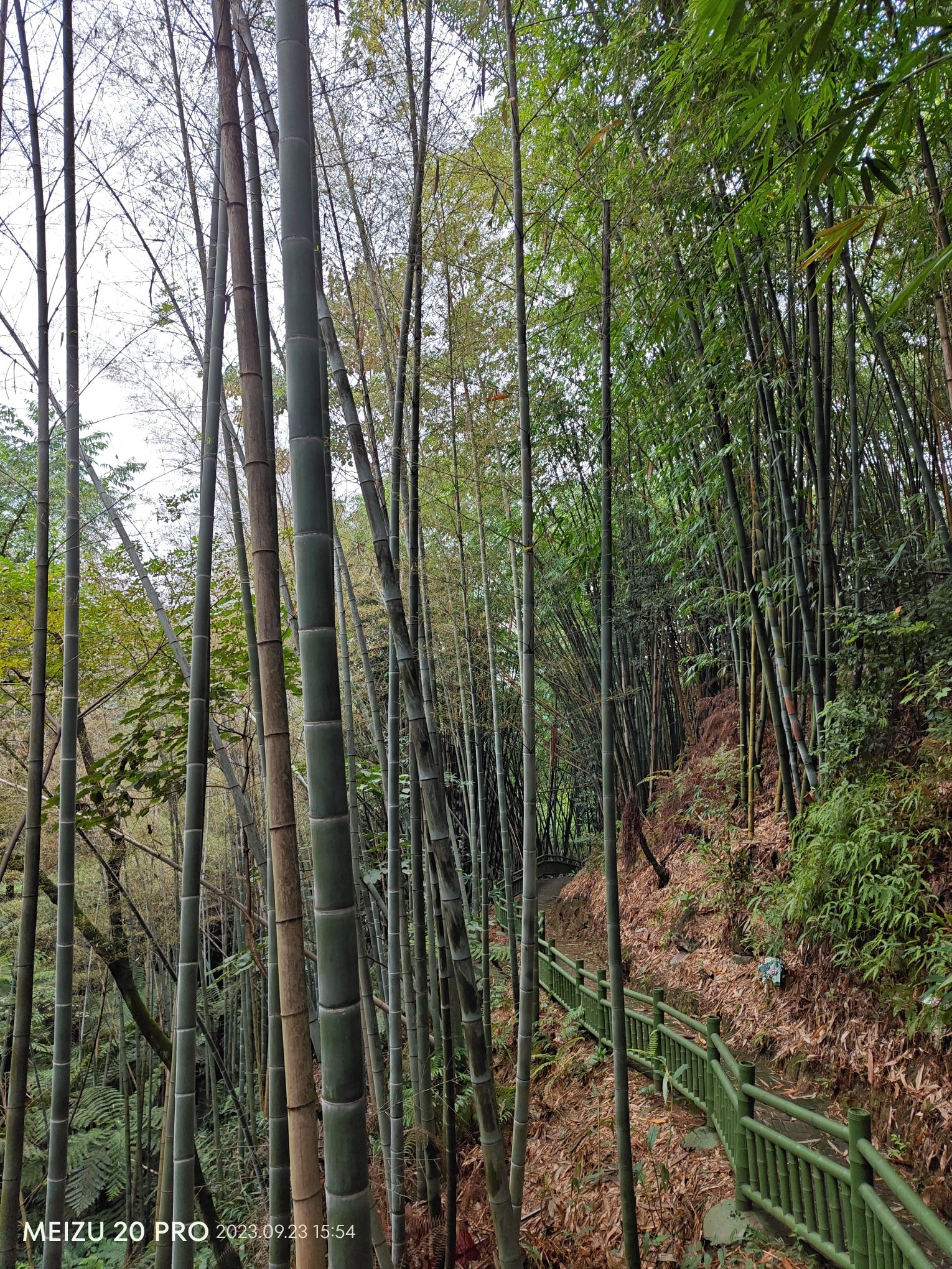 桫椤海旅行图片 2