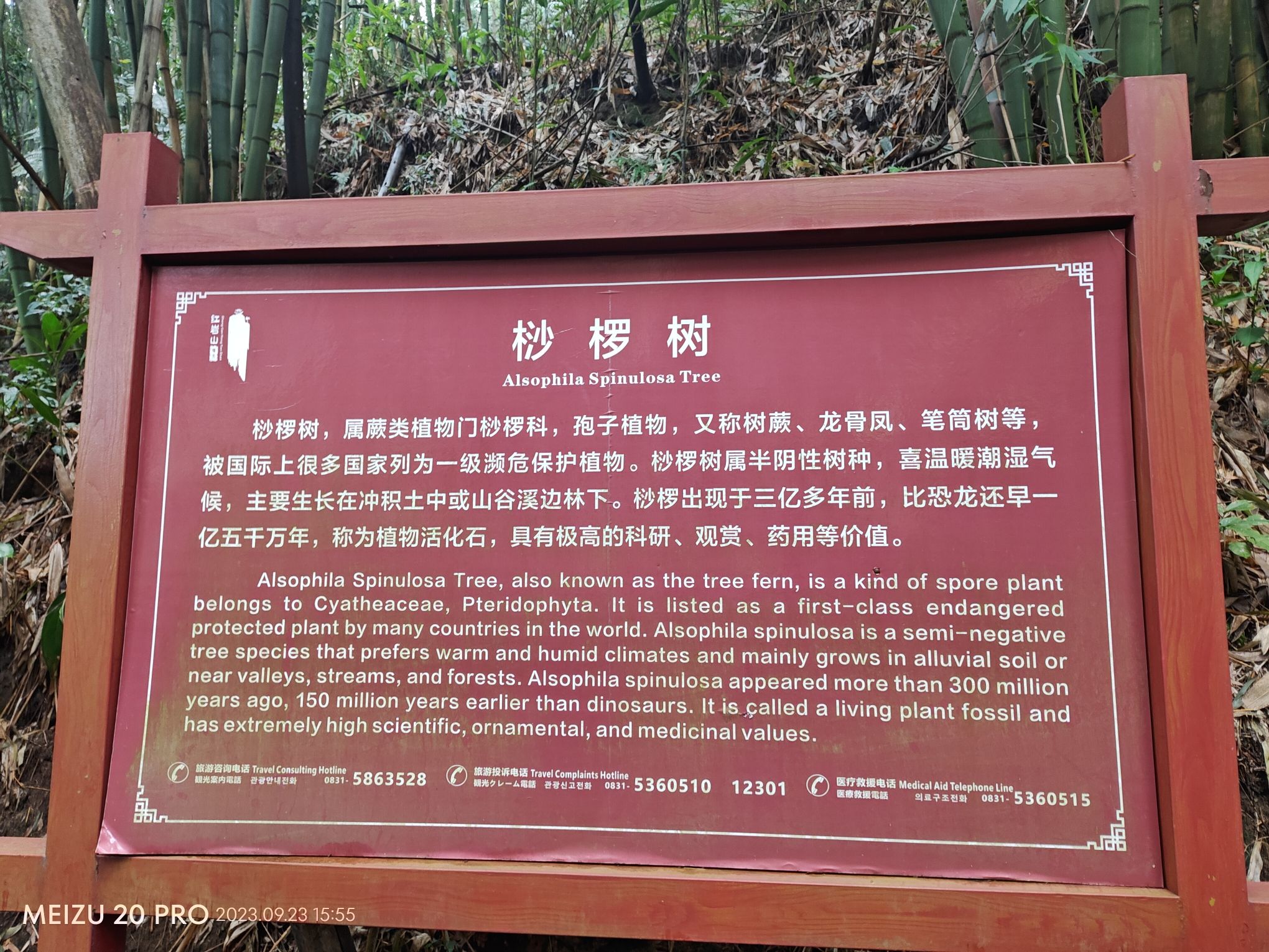 桫椤海旅行图片 3