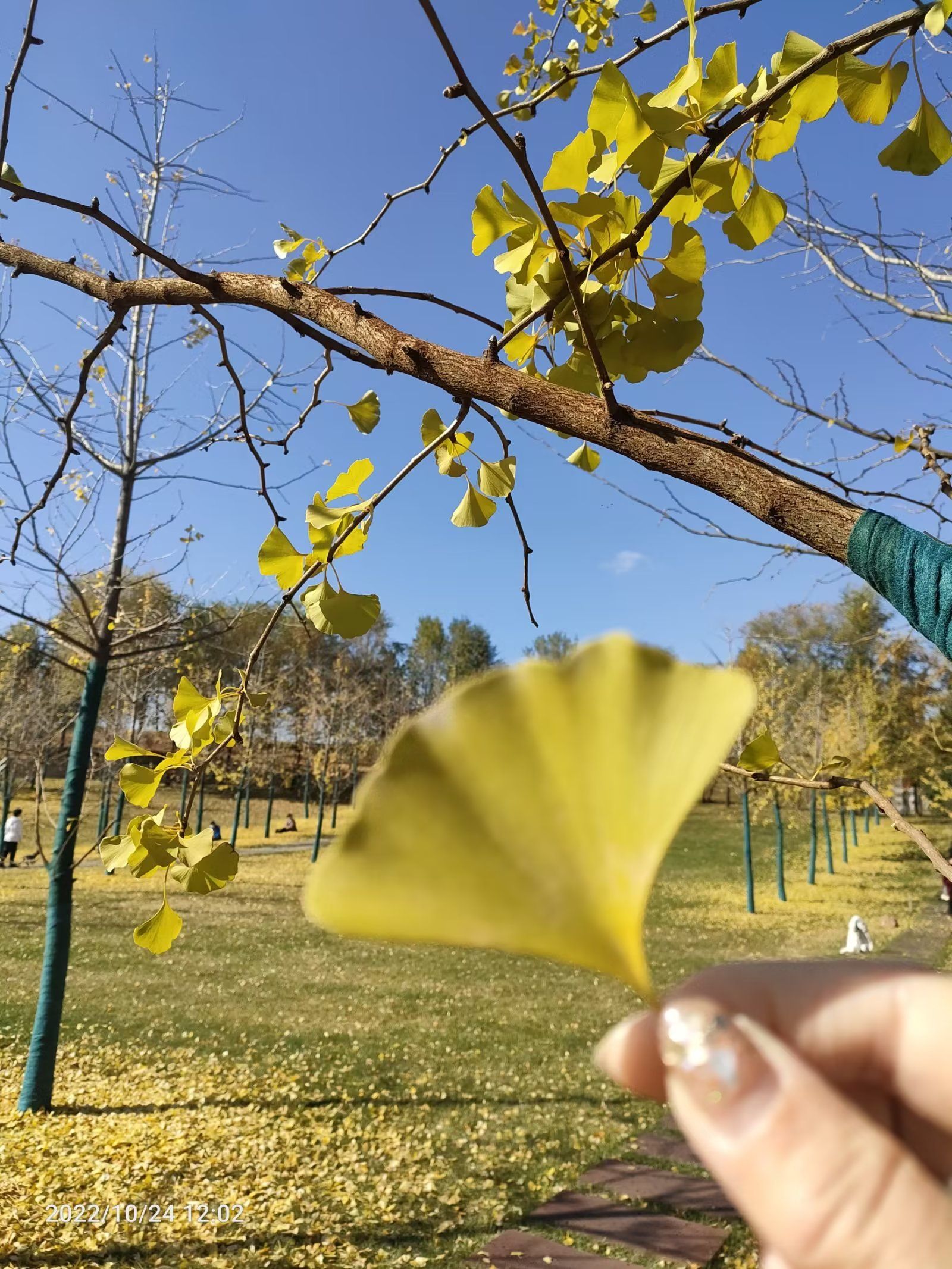 梅河口市辉发河湿地公园旅行图片 2