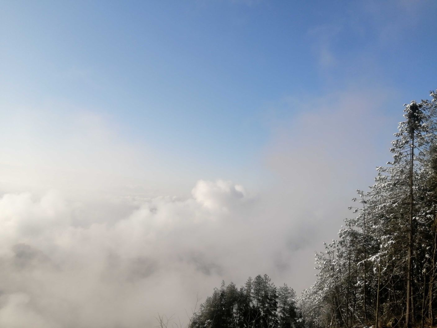 贝壳山森林公园旅行图片 3