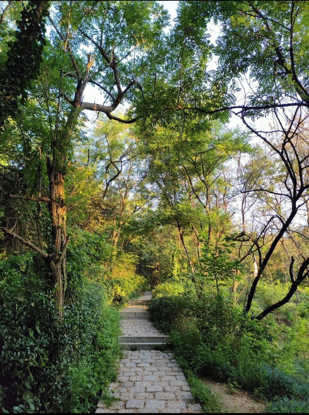 夹岭山公园旅行图片 3
