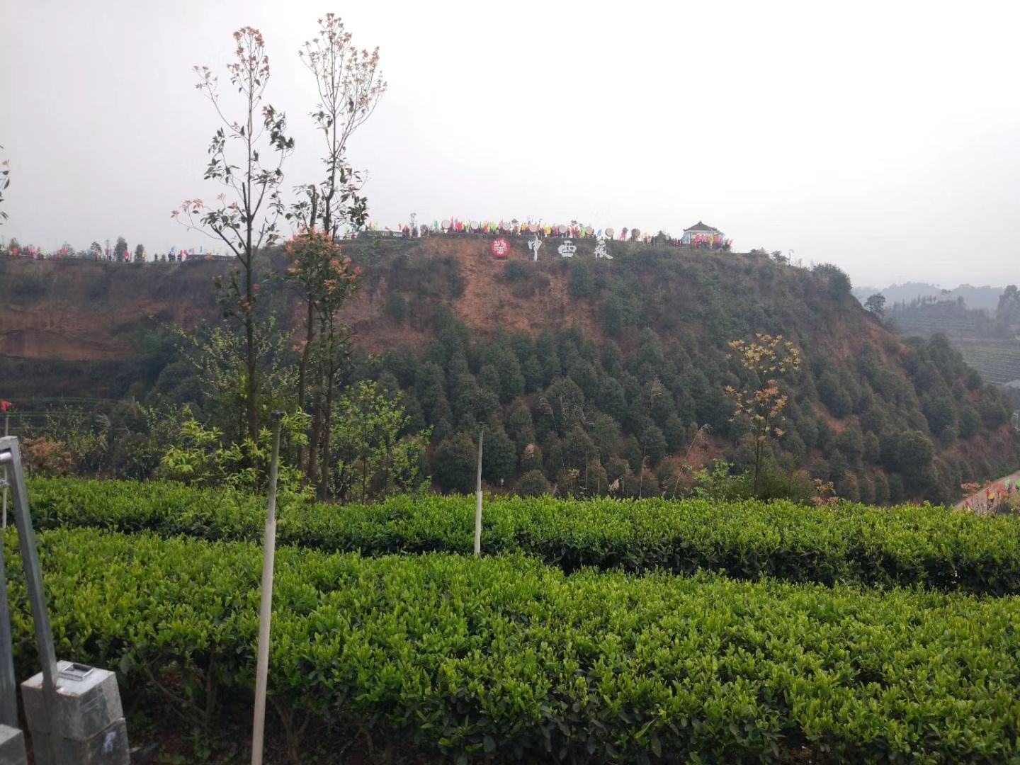 明威茶园牧歌旅行图片 2