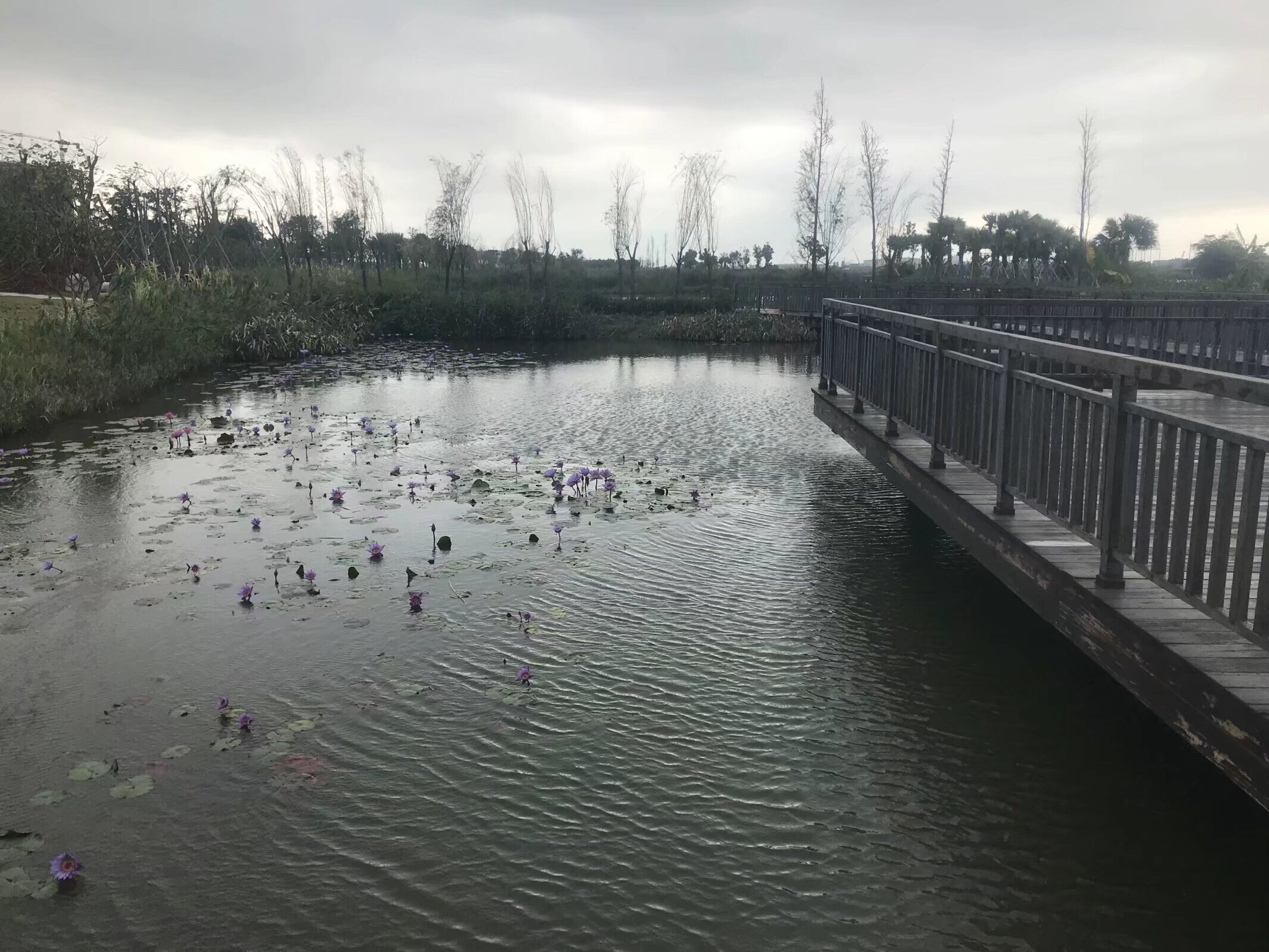 金湾中心河湿地公园旅行图片 3