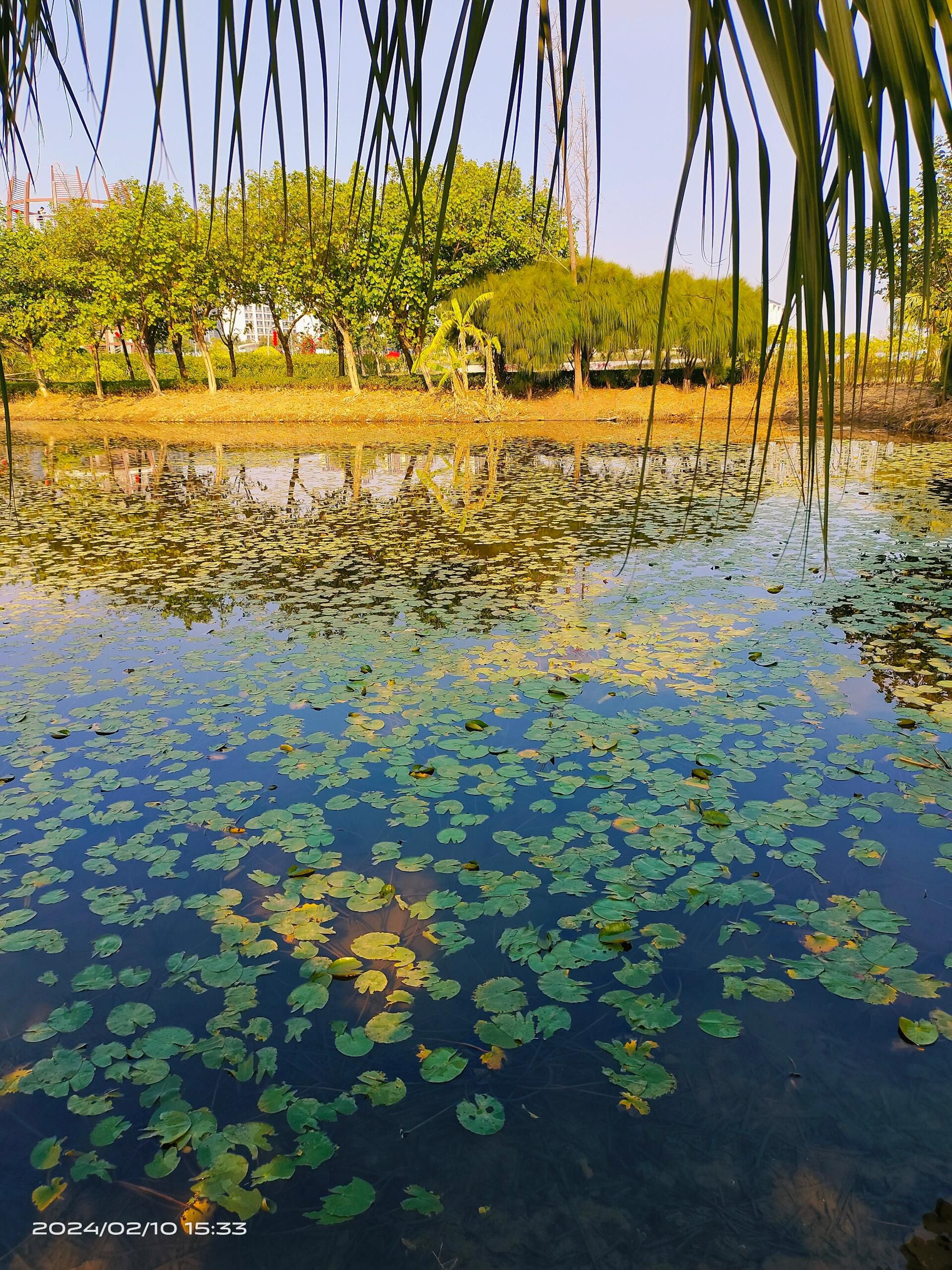金湾中心河湿地公园旅行图片 3