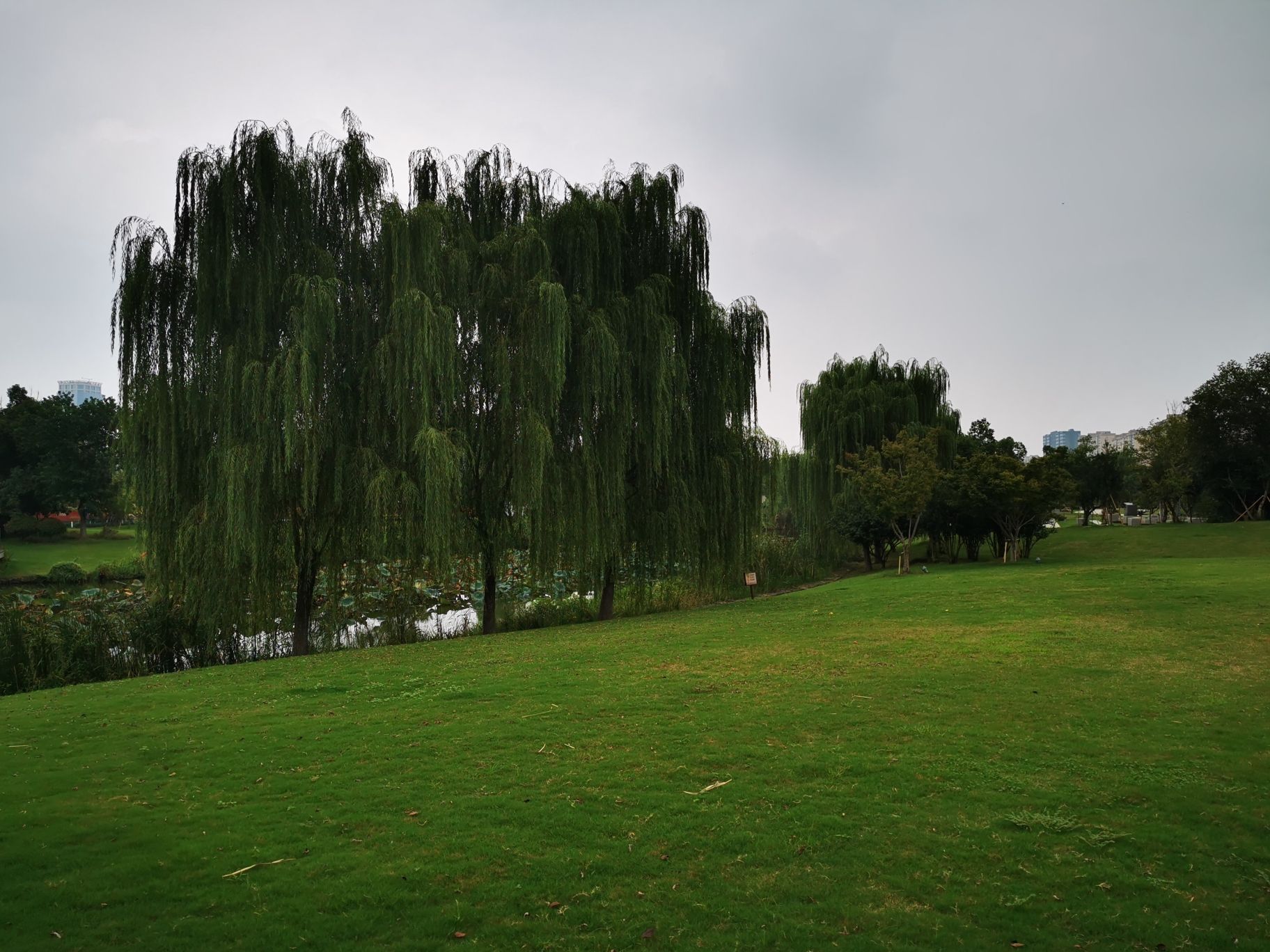 黄桥书香公园旅行图片 3
