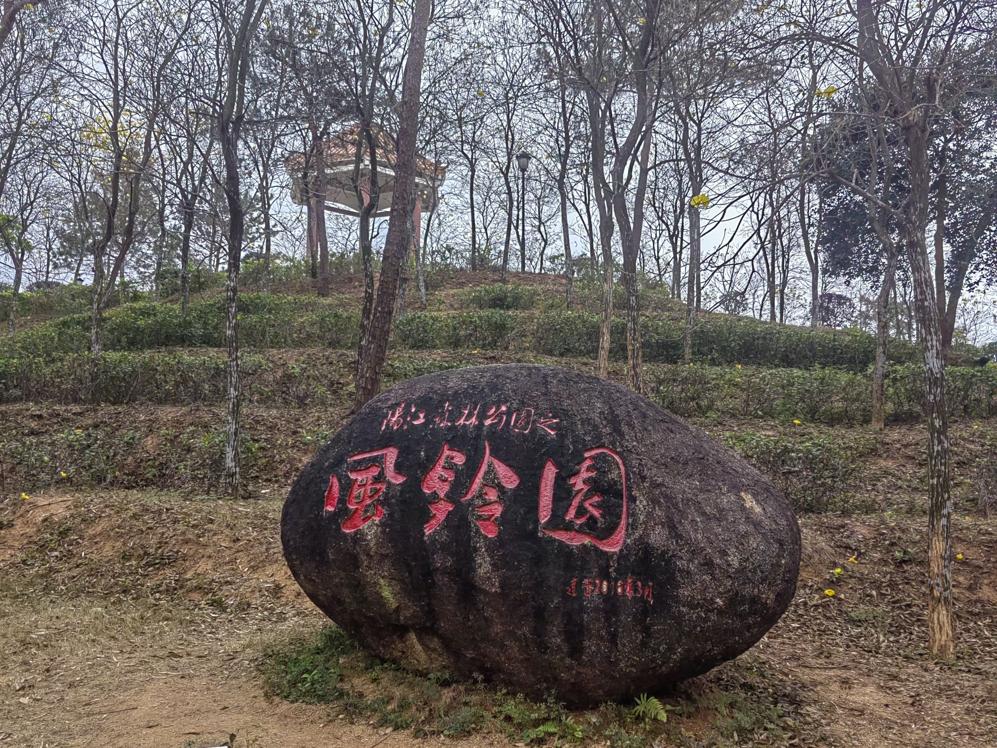 金鸡岭森林公园旅行图片 1