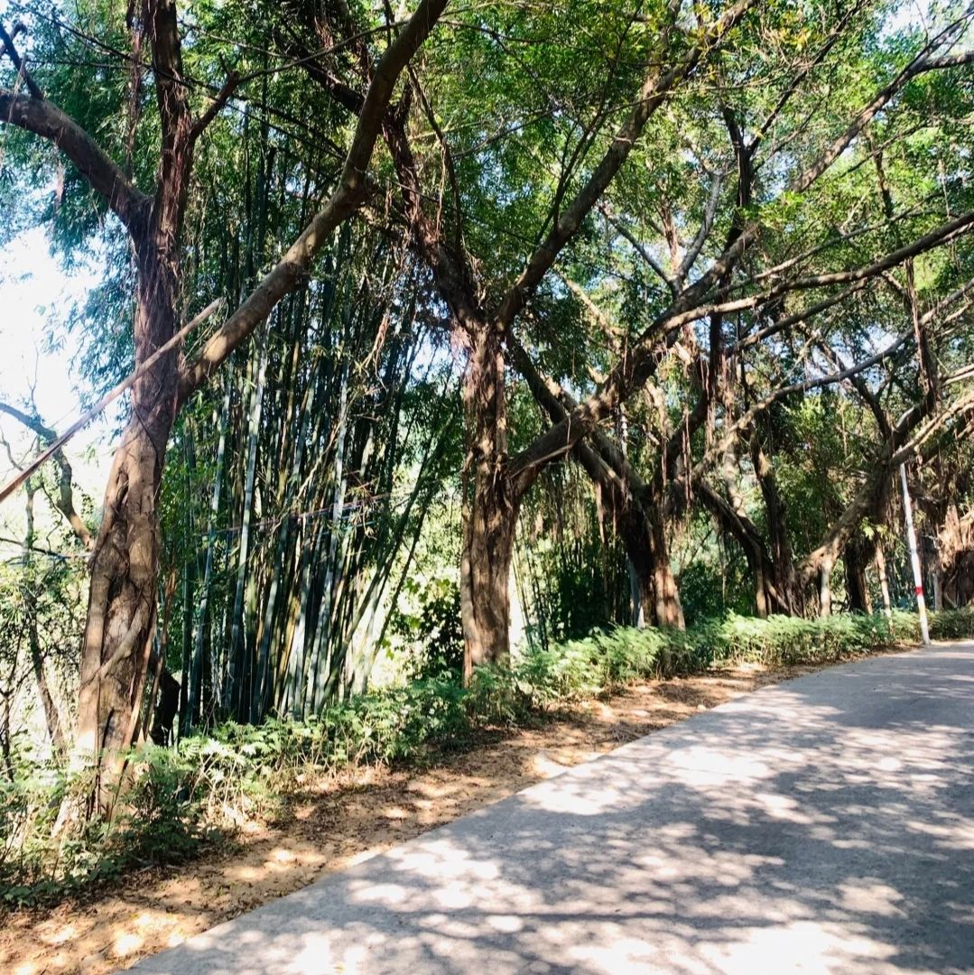 金鸡岭森林公园旅行图片 3