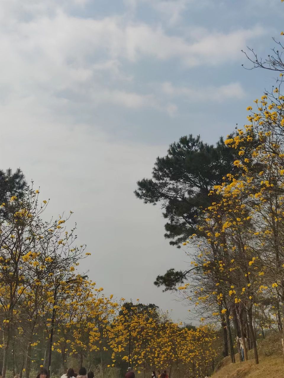 金鸡岭森林公园旅行图片 1