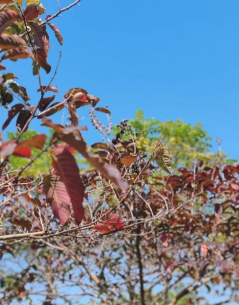 金鸡岭森林公园旅行图片 2