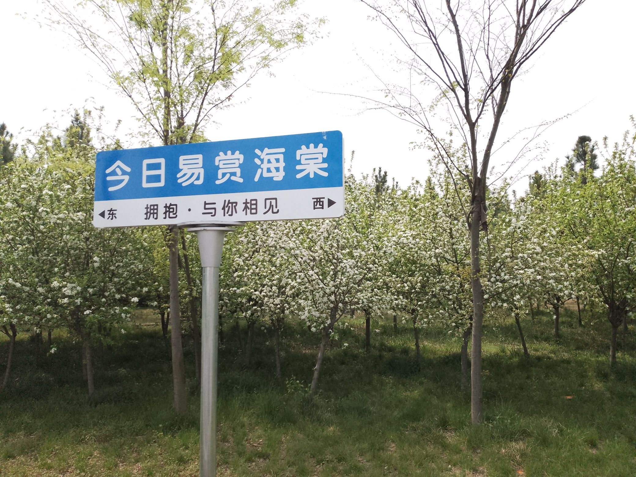 西平嫘祖海棠园旅行图片 3