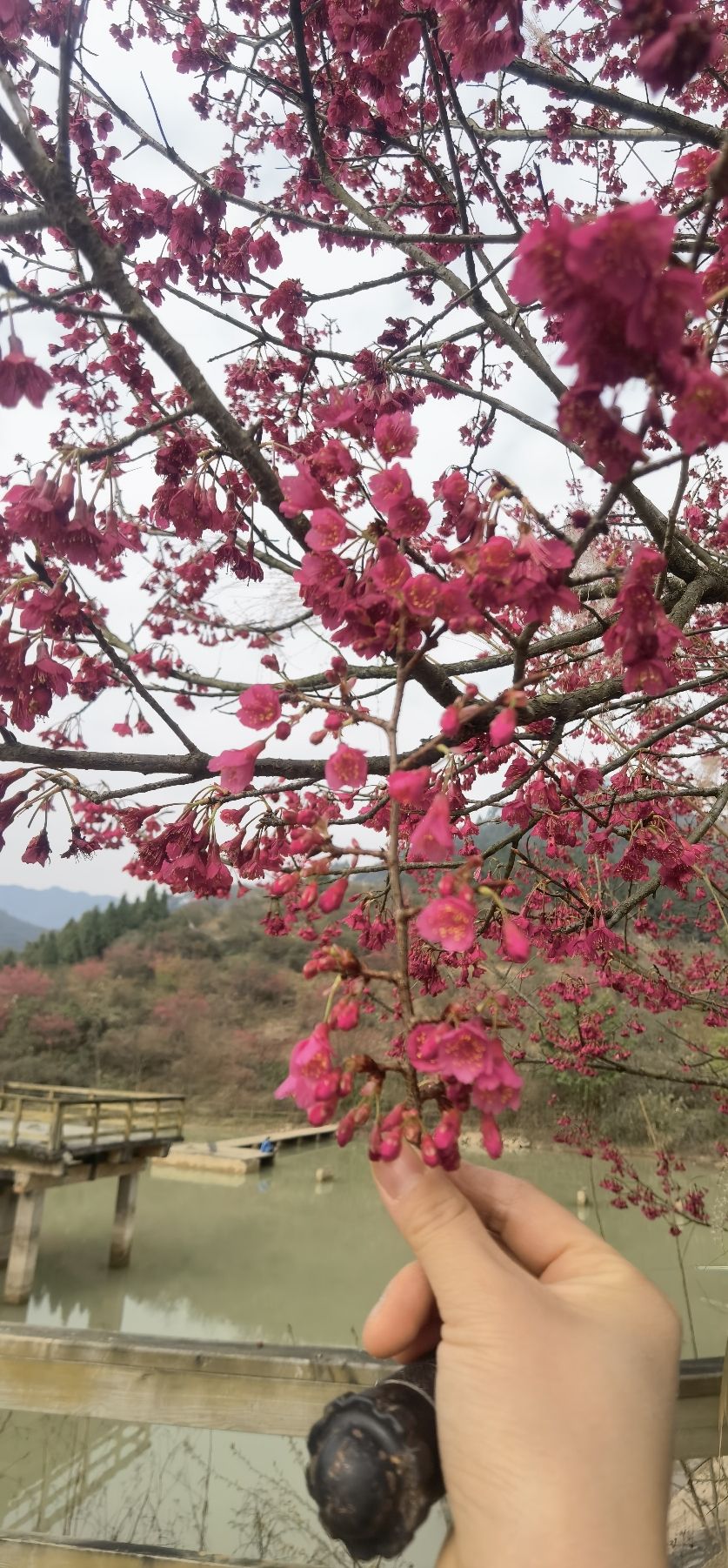 垫江樱花谷旅行图片 2