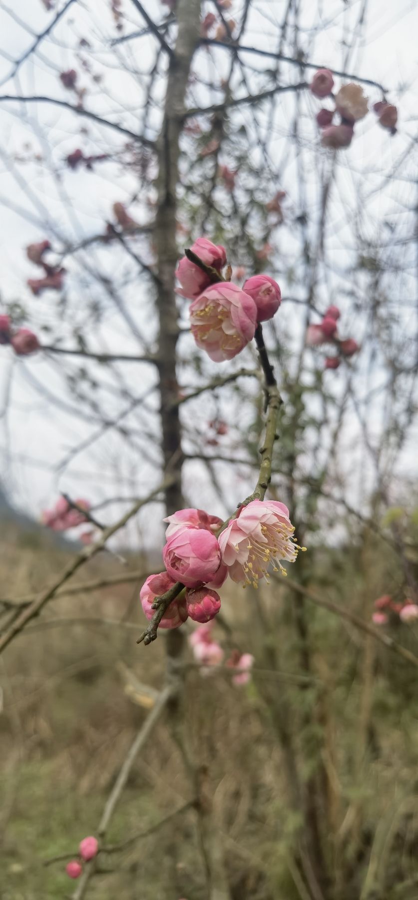 垫江樱花谷旅行图片 1