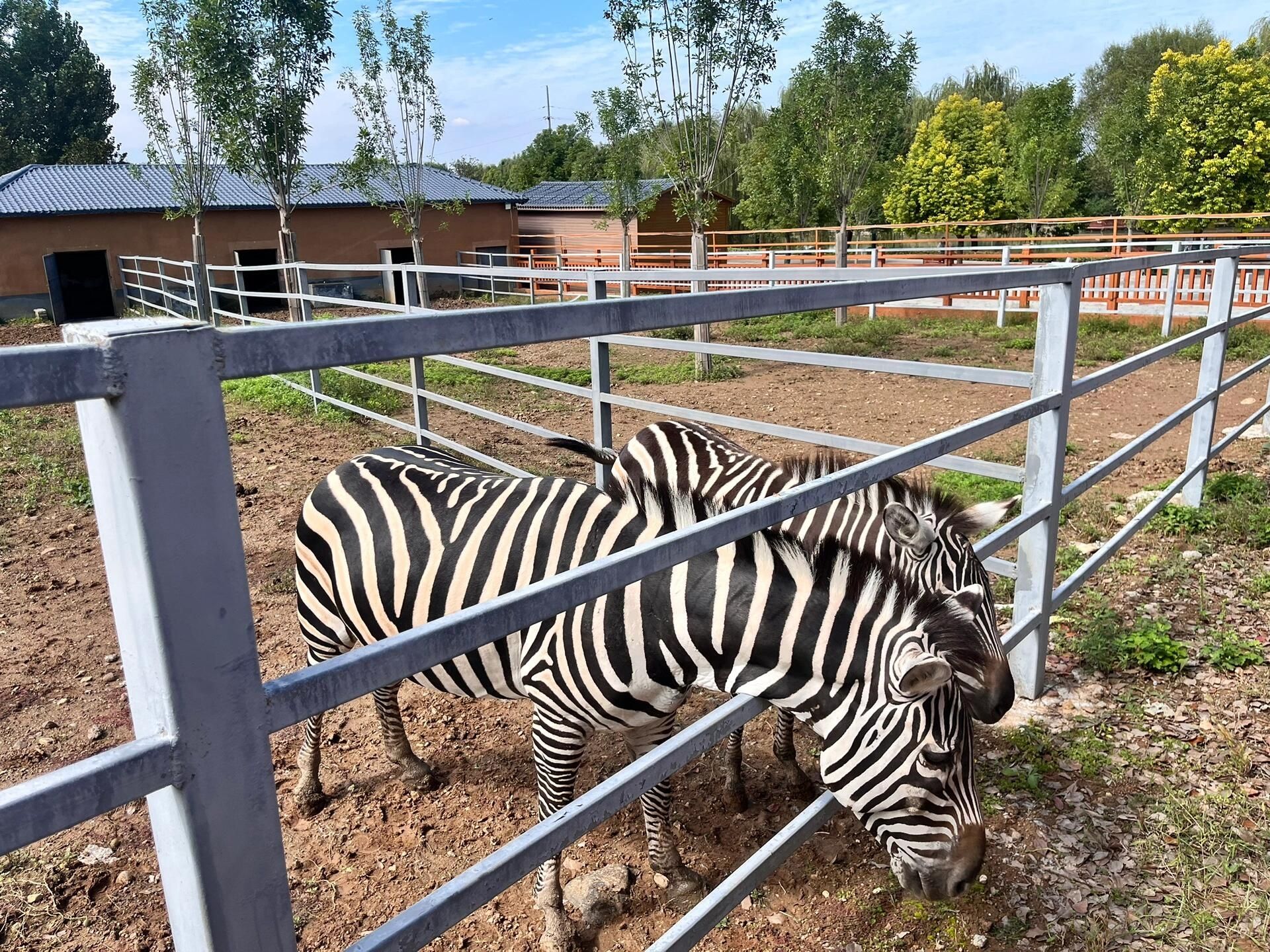 七彩童话动物王国旅行图片 2