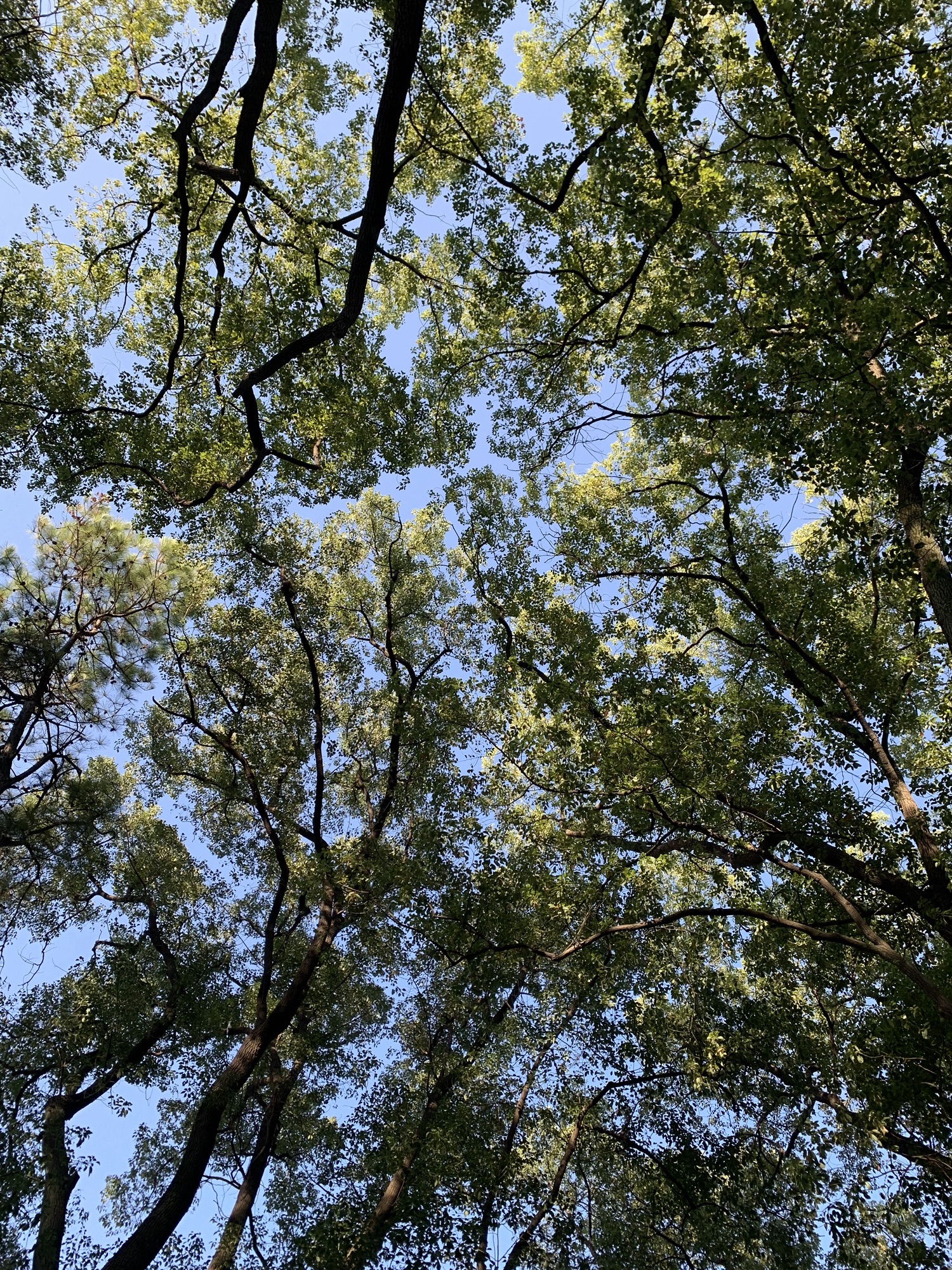 枫多山旅行图片 1