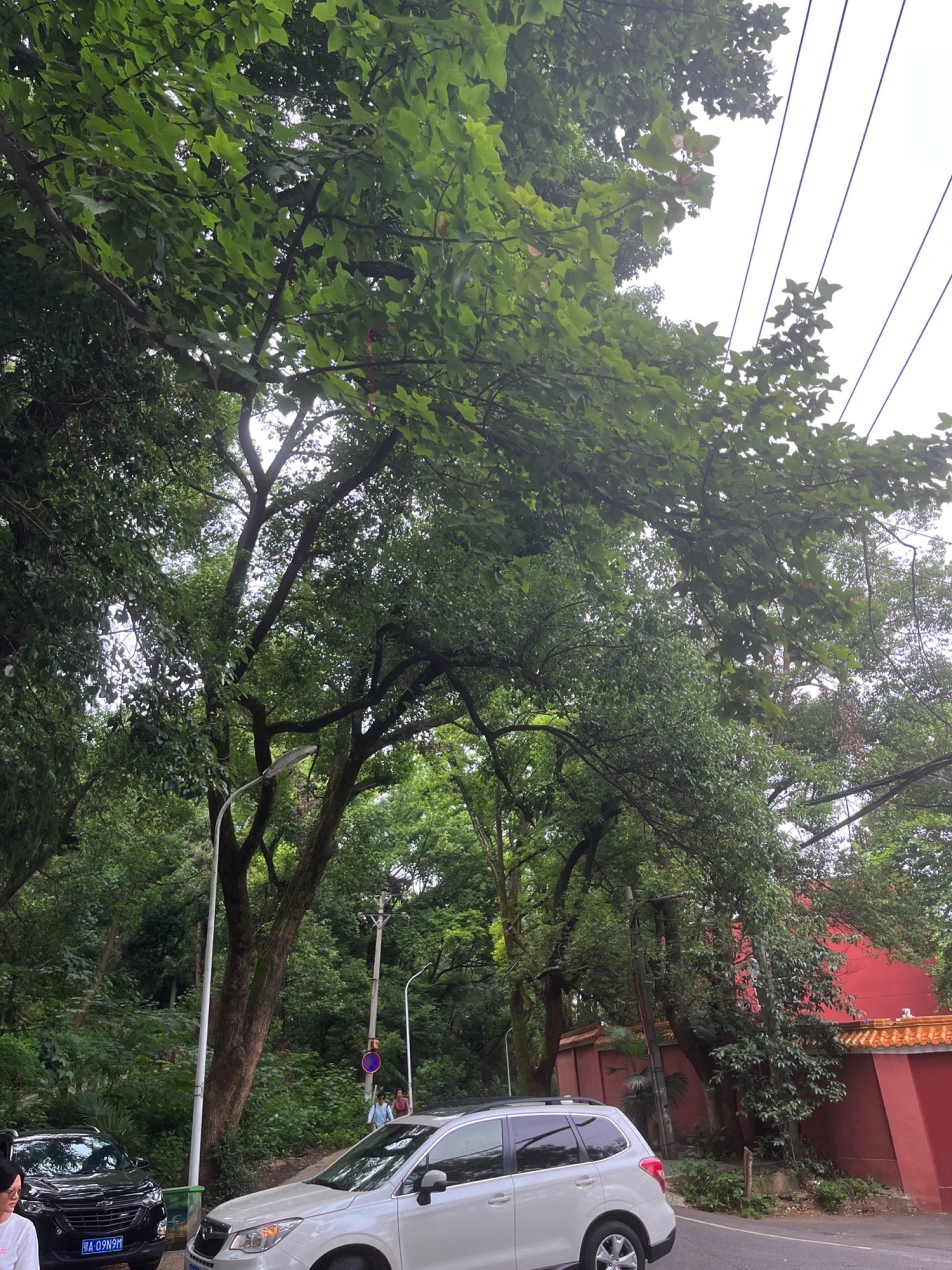 枫多山旅行图片 2