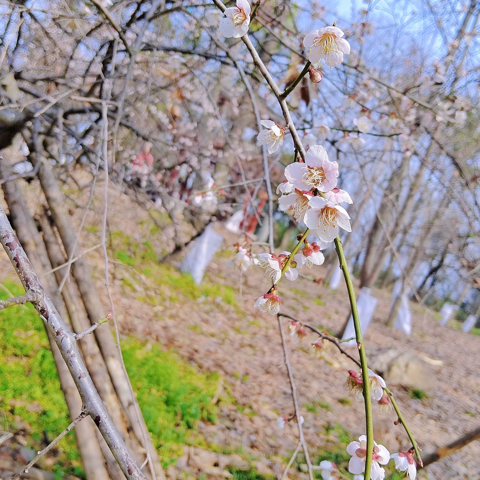枫多山旅行图片 2