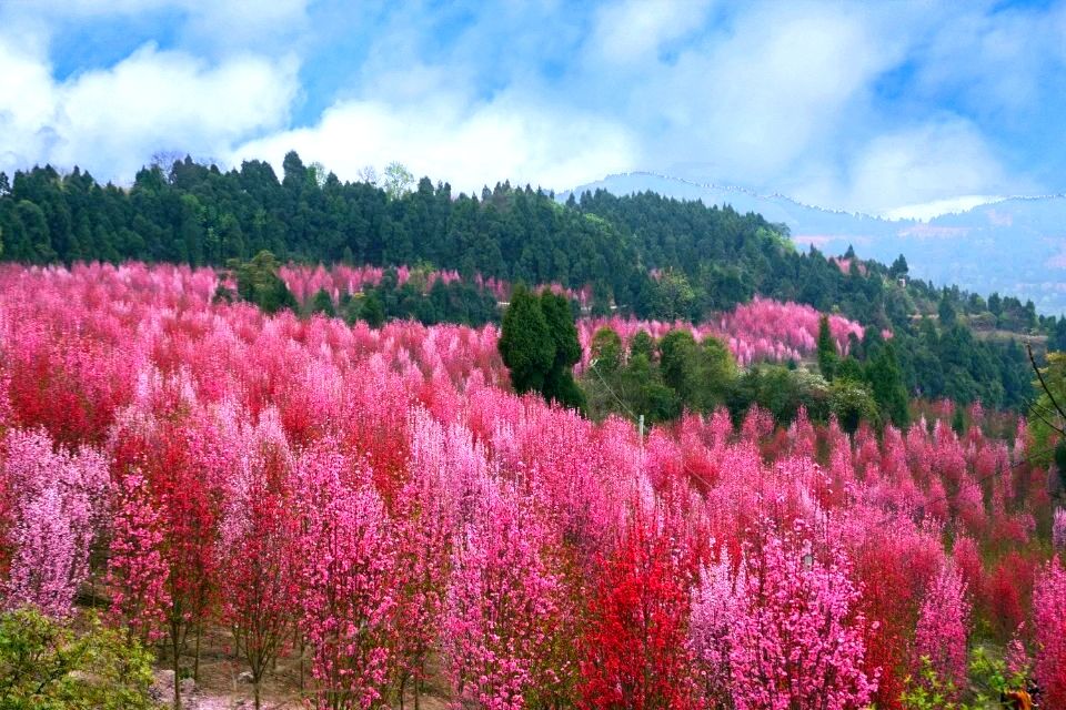 中江太安红泉桃花谷旅行图片 2