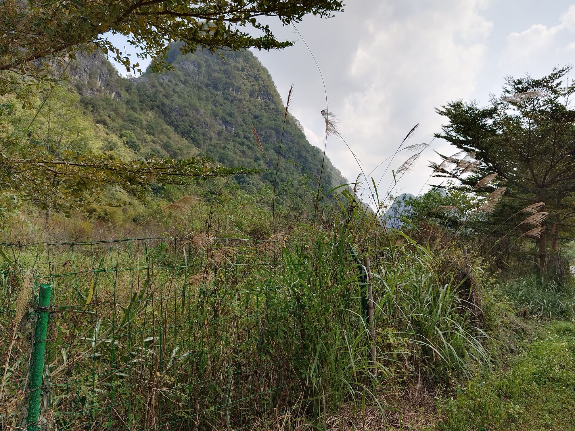 靖西石林旅行图片 1