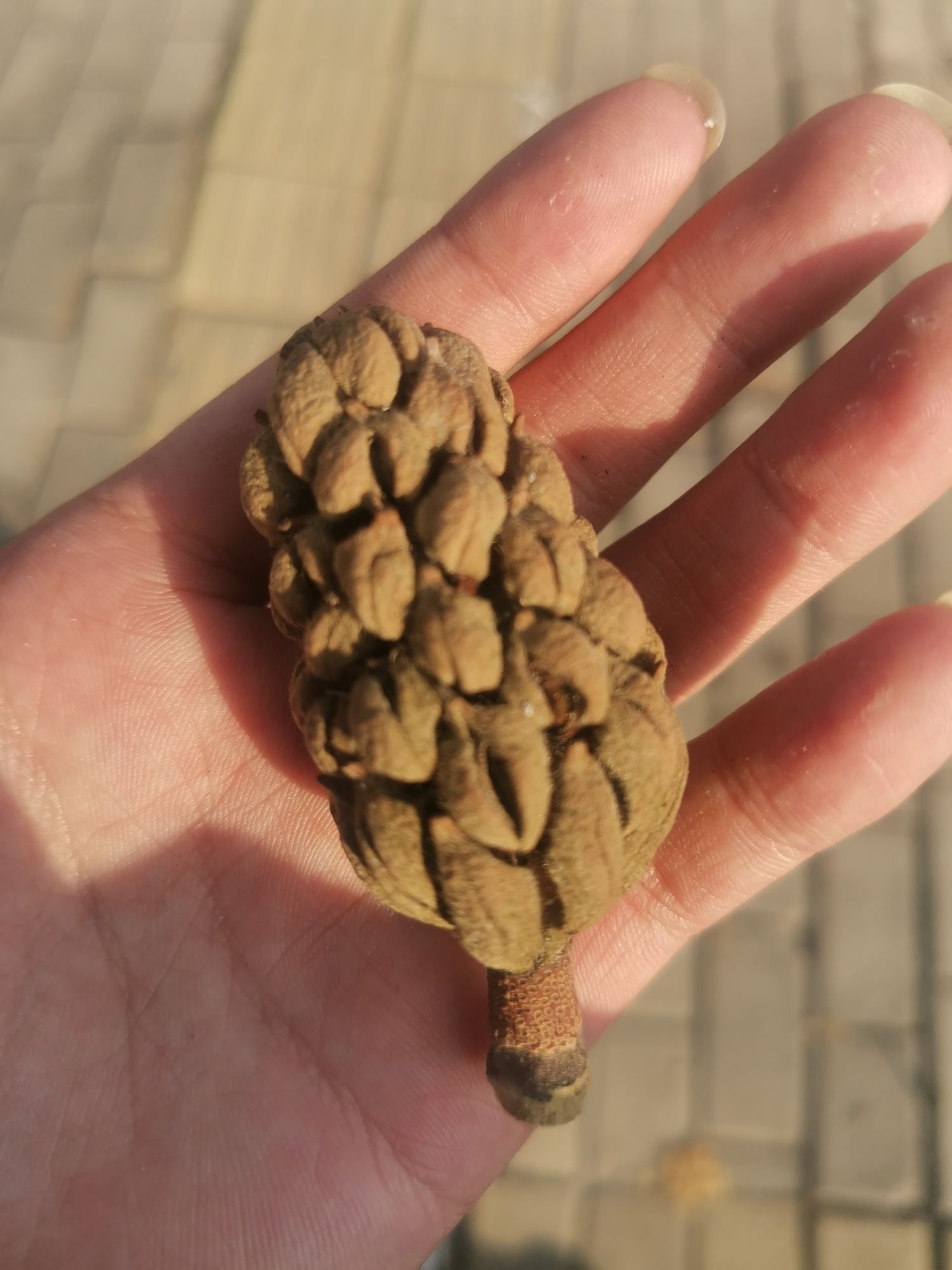 亳州望月潭公园旅行图片 1