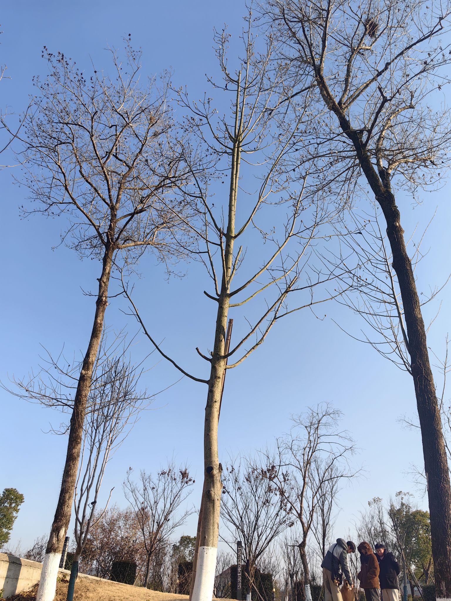 汝水郊野公园旅行图片 1