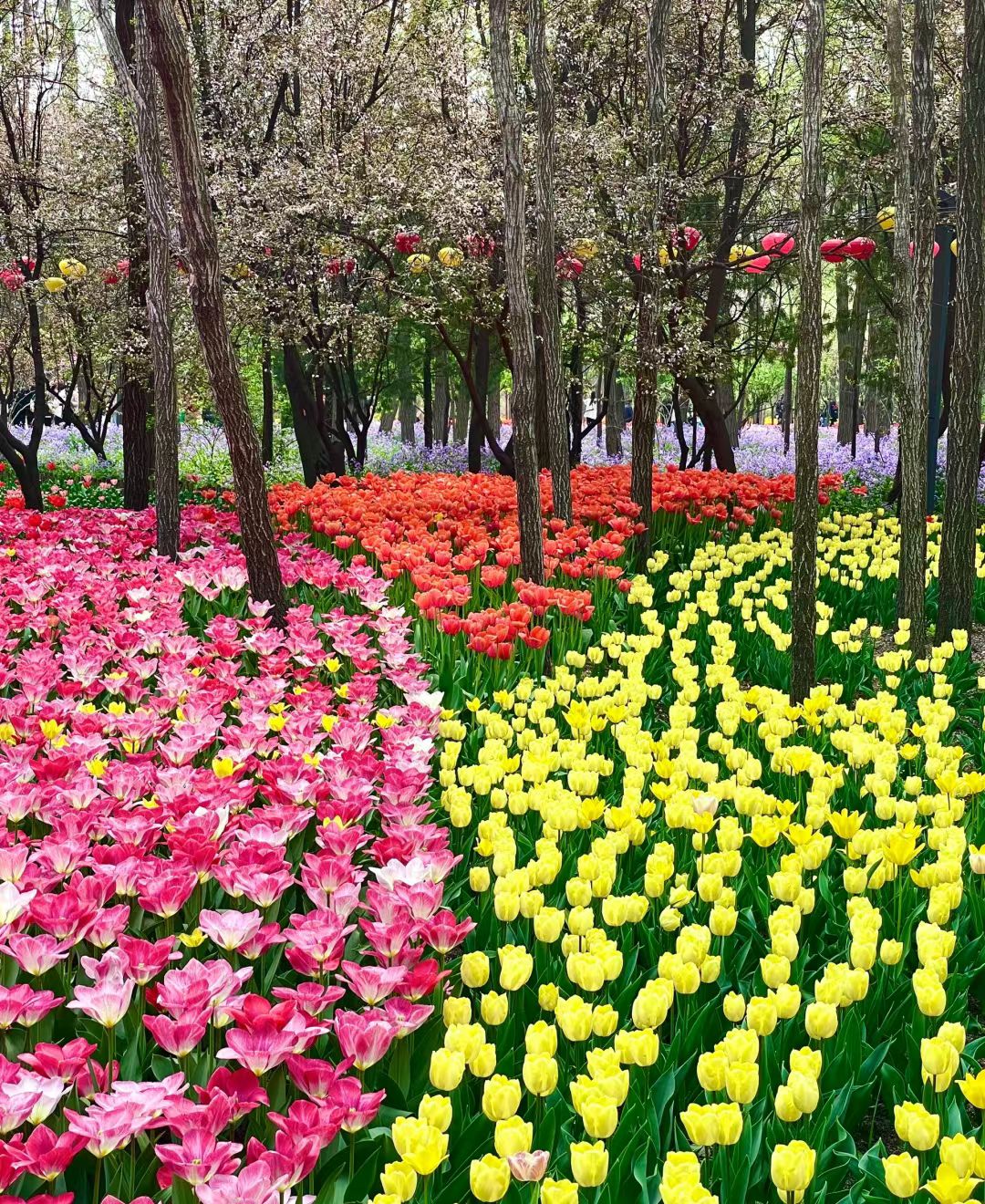 胶州市植物园旅行图片 3