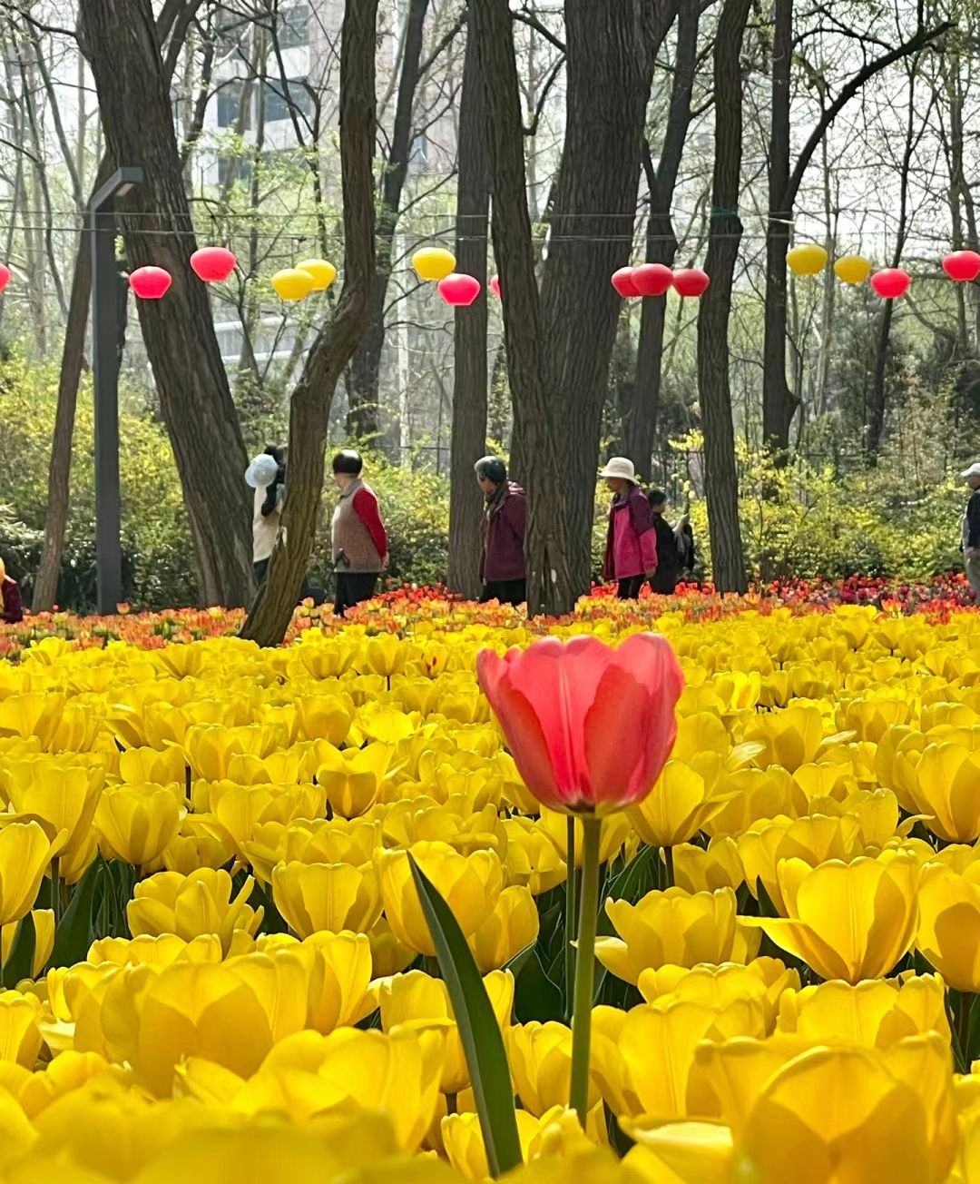 胶州市植物园旅行图片