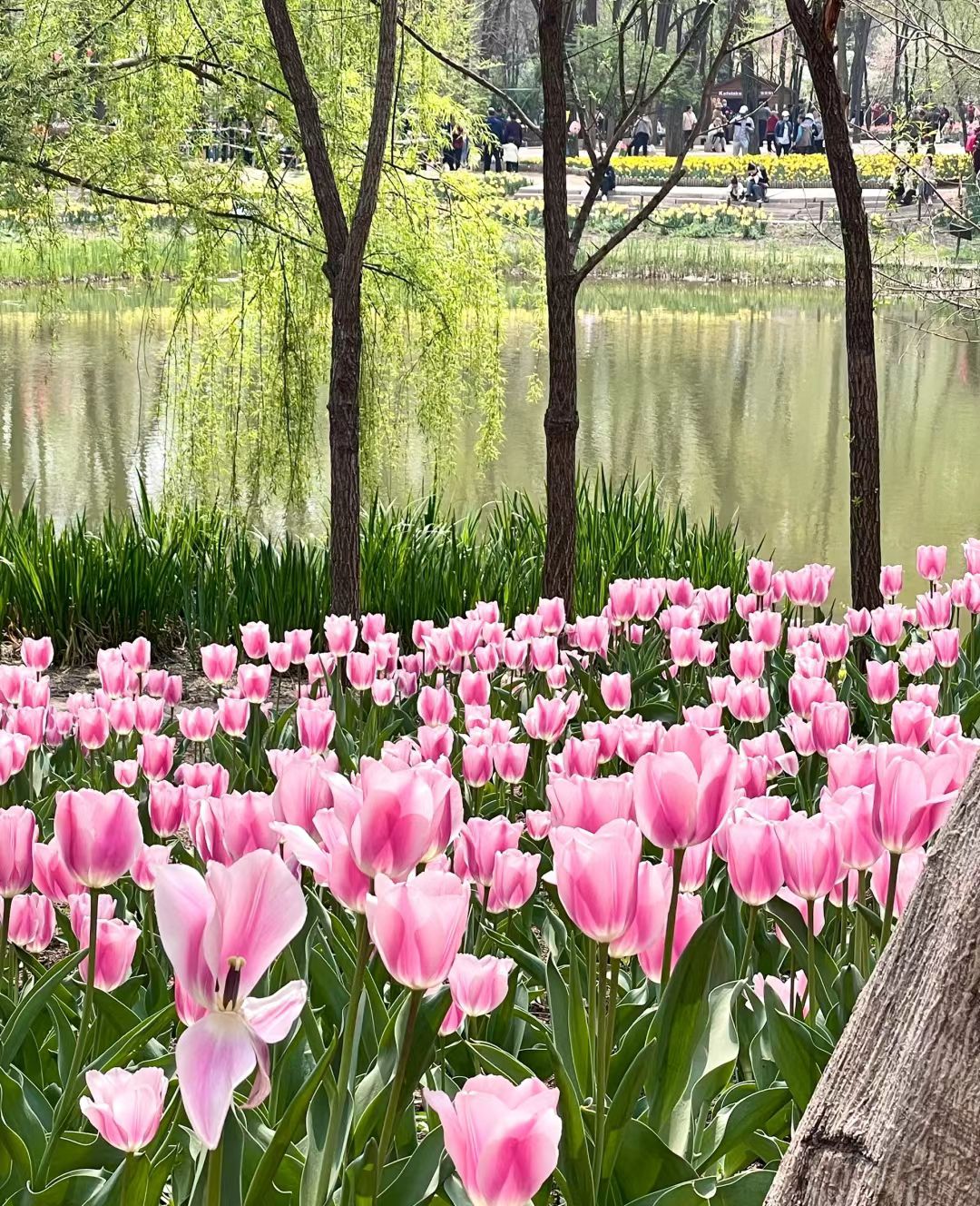 胶州市植物园旅行图片 2