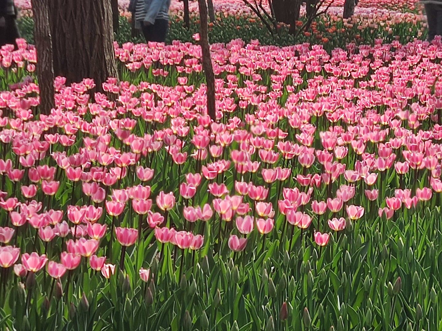 胶州市植物园旅行图片 2