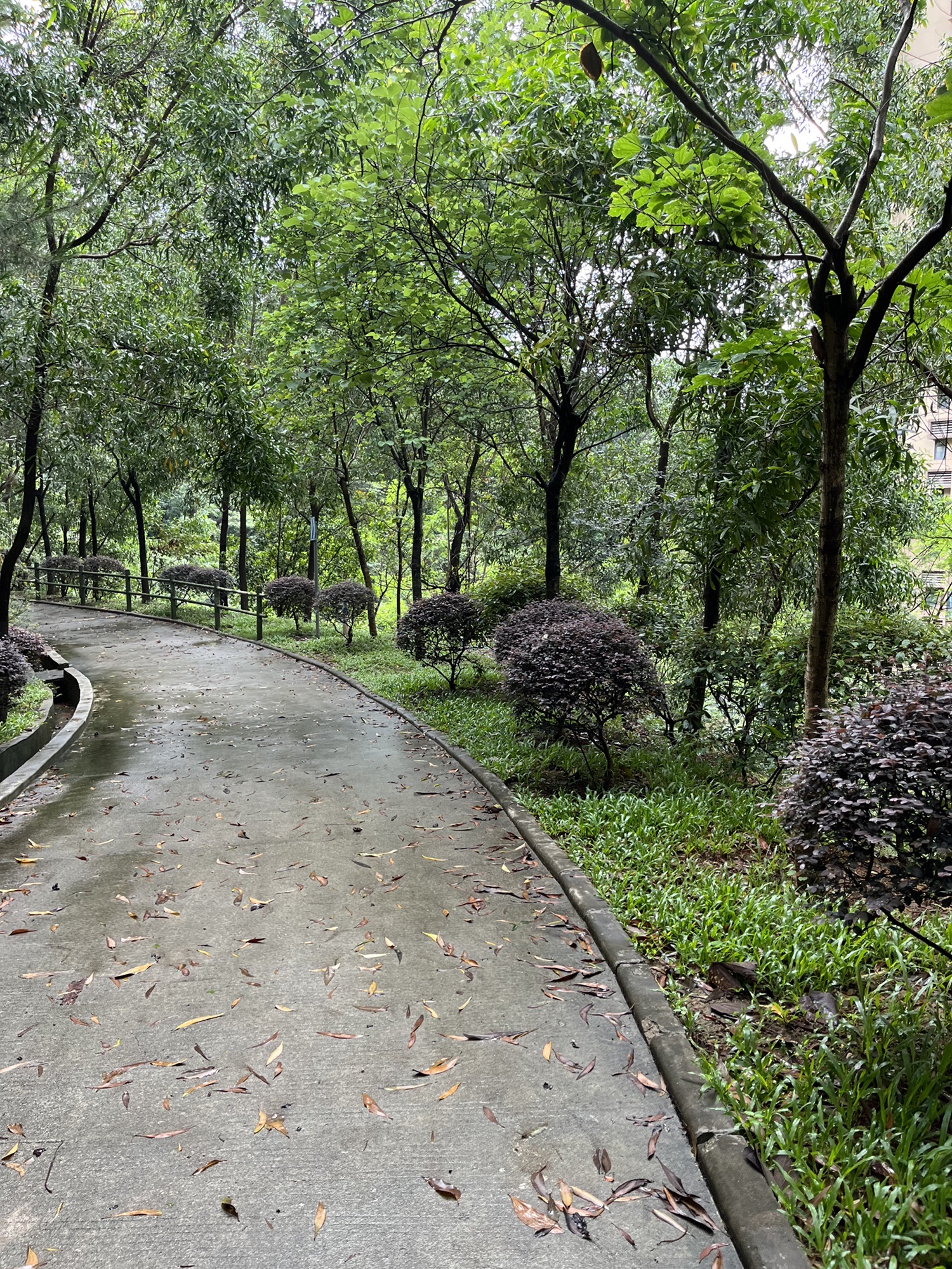 飞鹅岭森林公园旅行图片 1