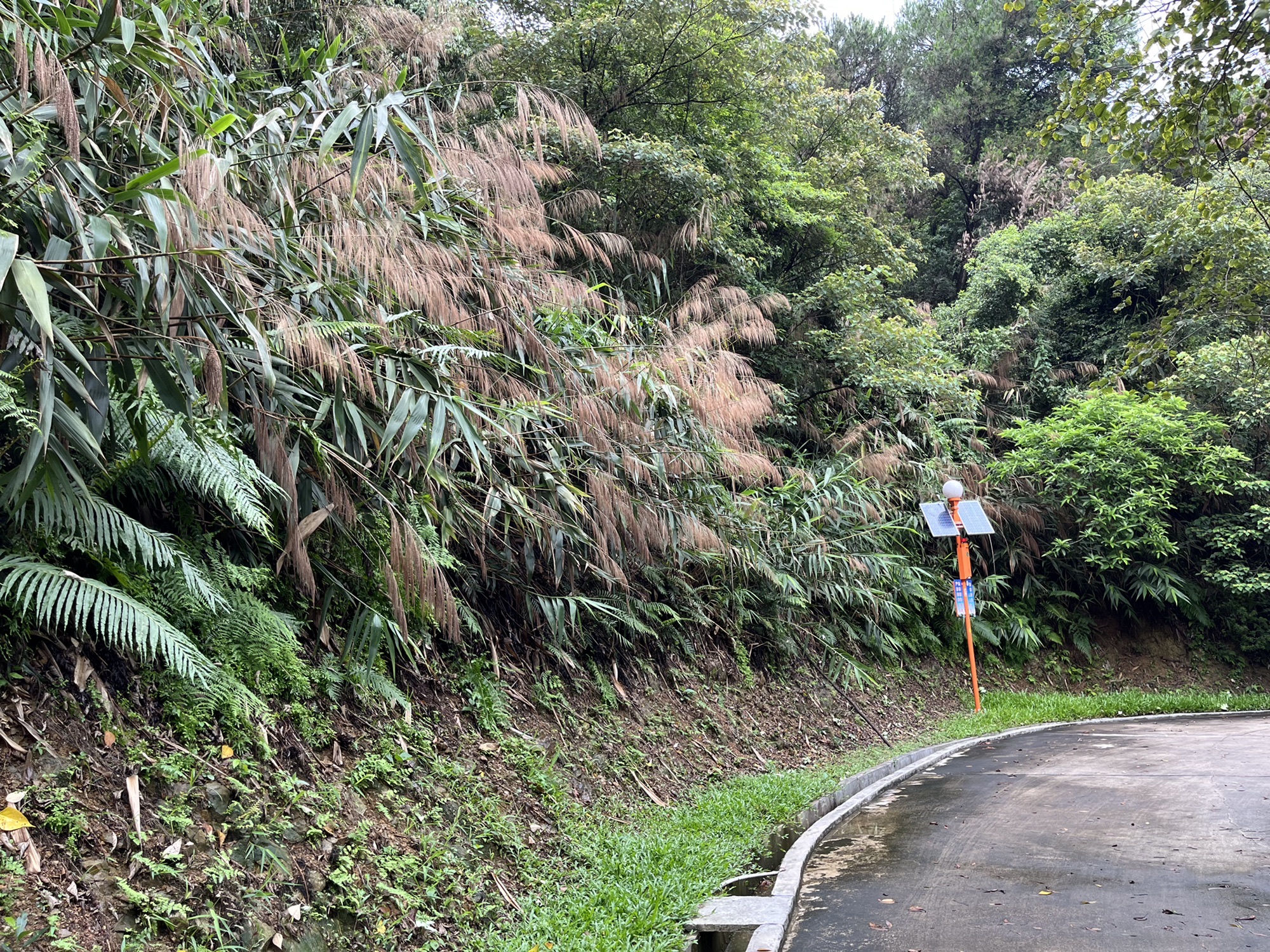 飞鹅岭森林公园旅行图片 3