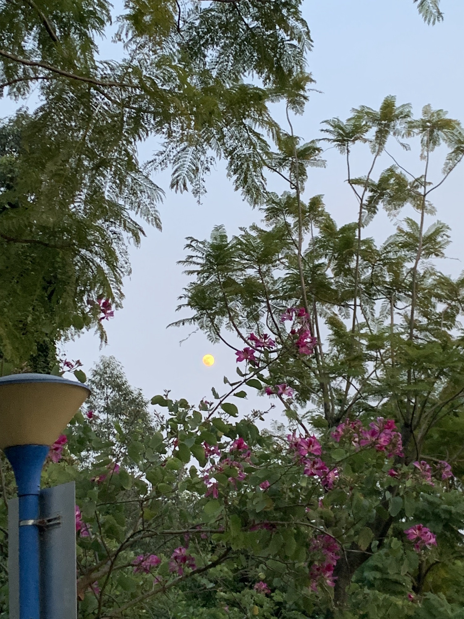 飞鹅岭森林公园旅行图片 2