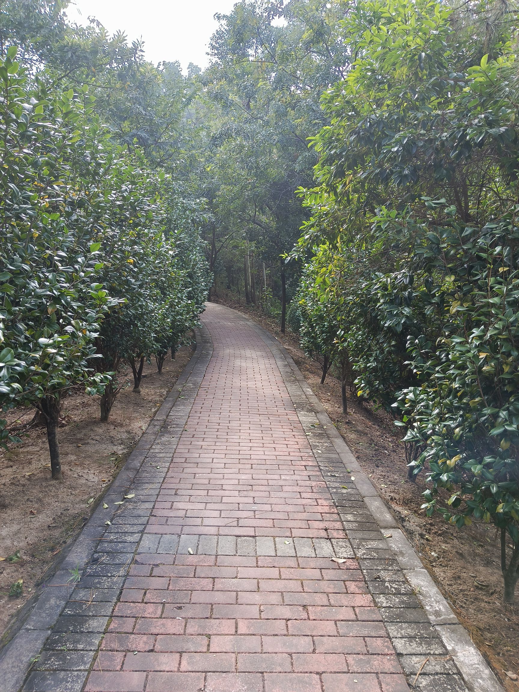 飞鹅岭森林公园旅行图片 3