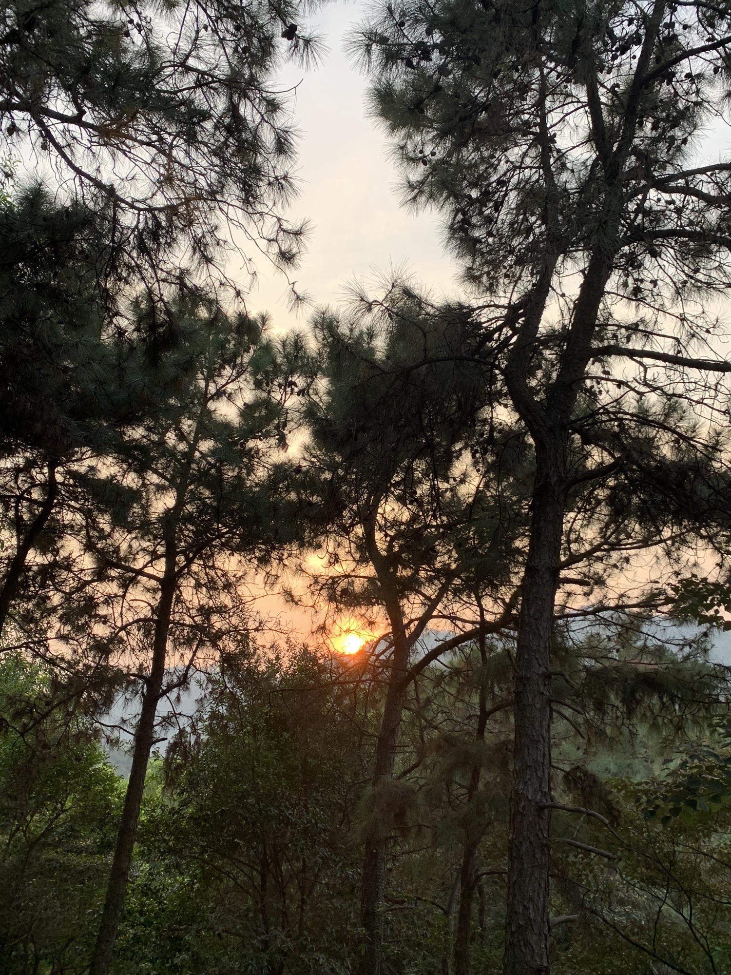 飞鹅岭森林公园旅行图片 1