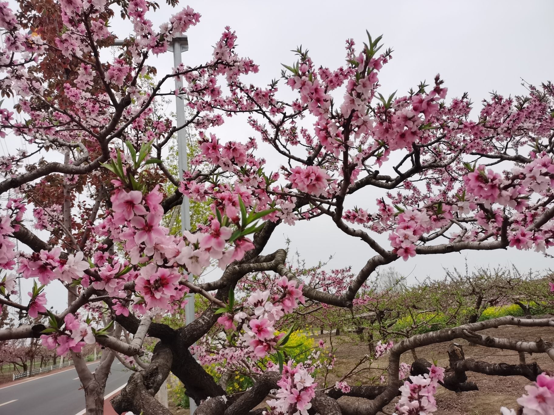 黄桥桃花园旅行图片 2