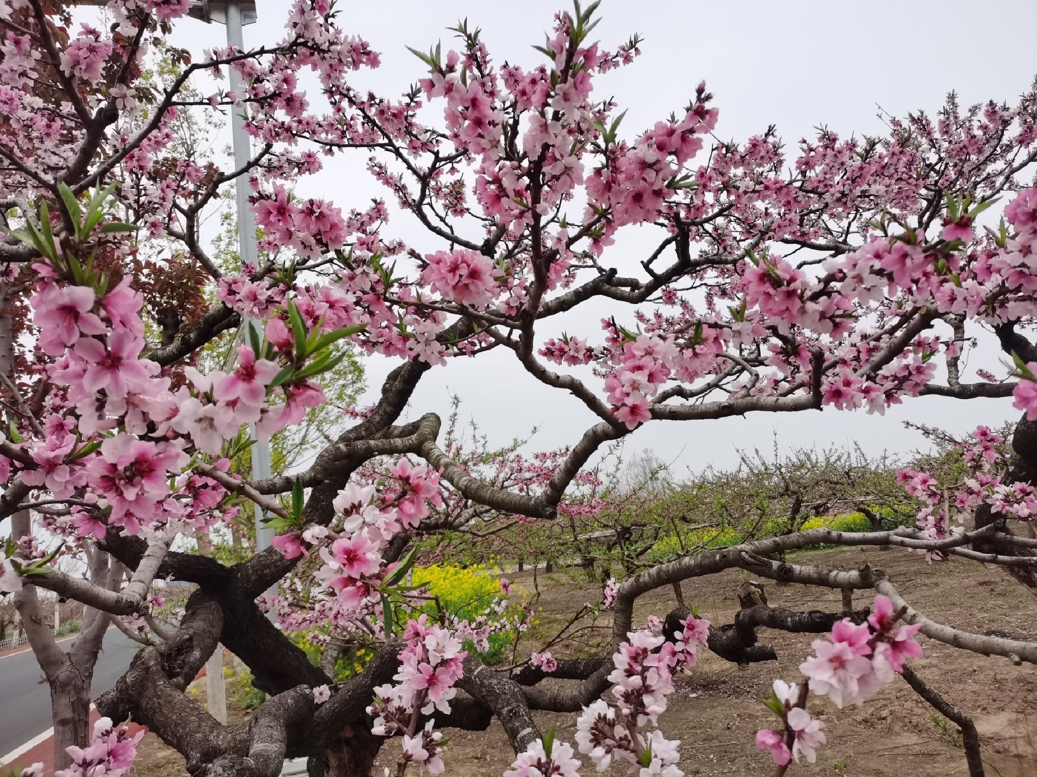 黄桥桃花园旅行图片 1