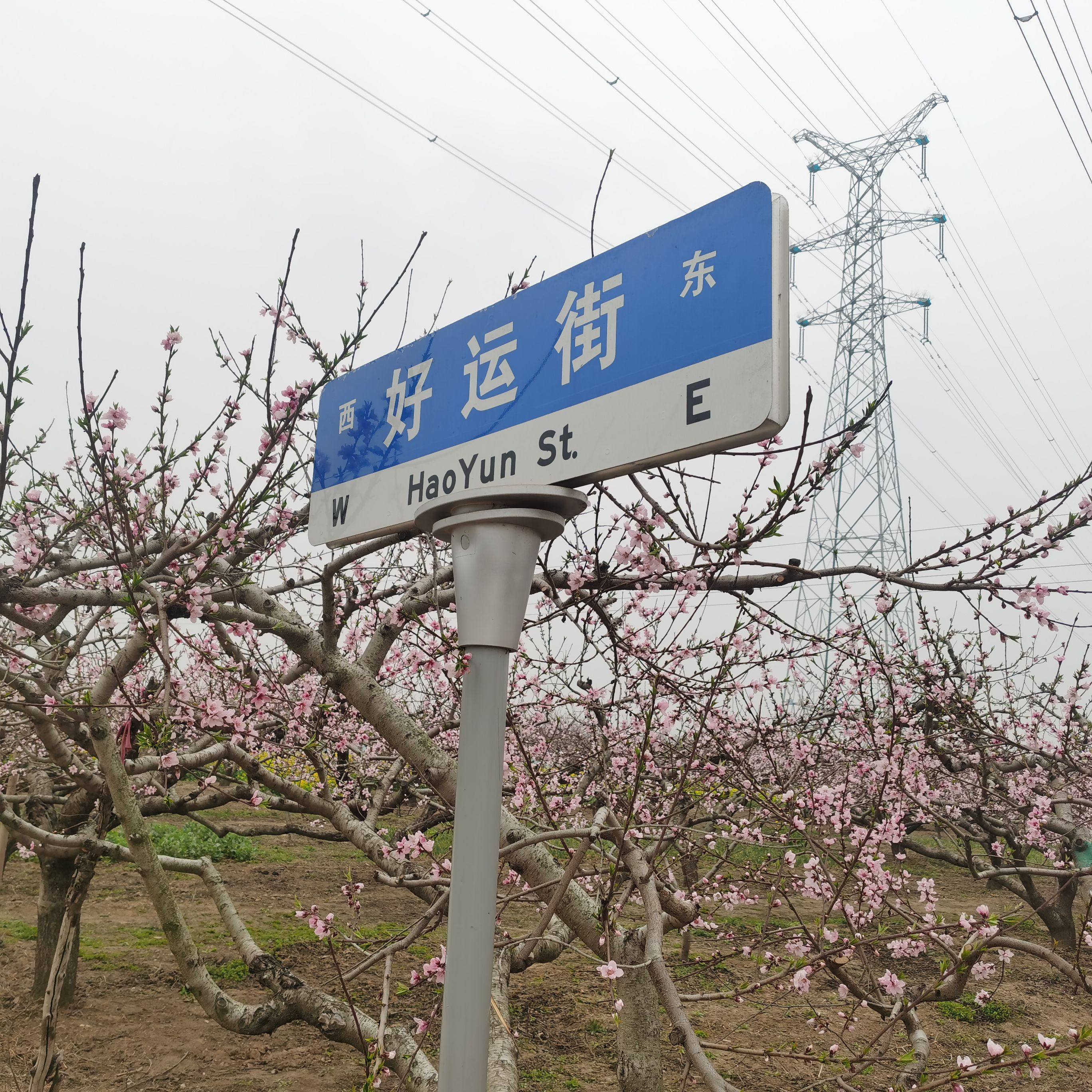 黄桥桃花园旅行图片 1