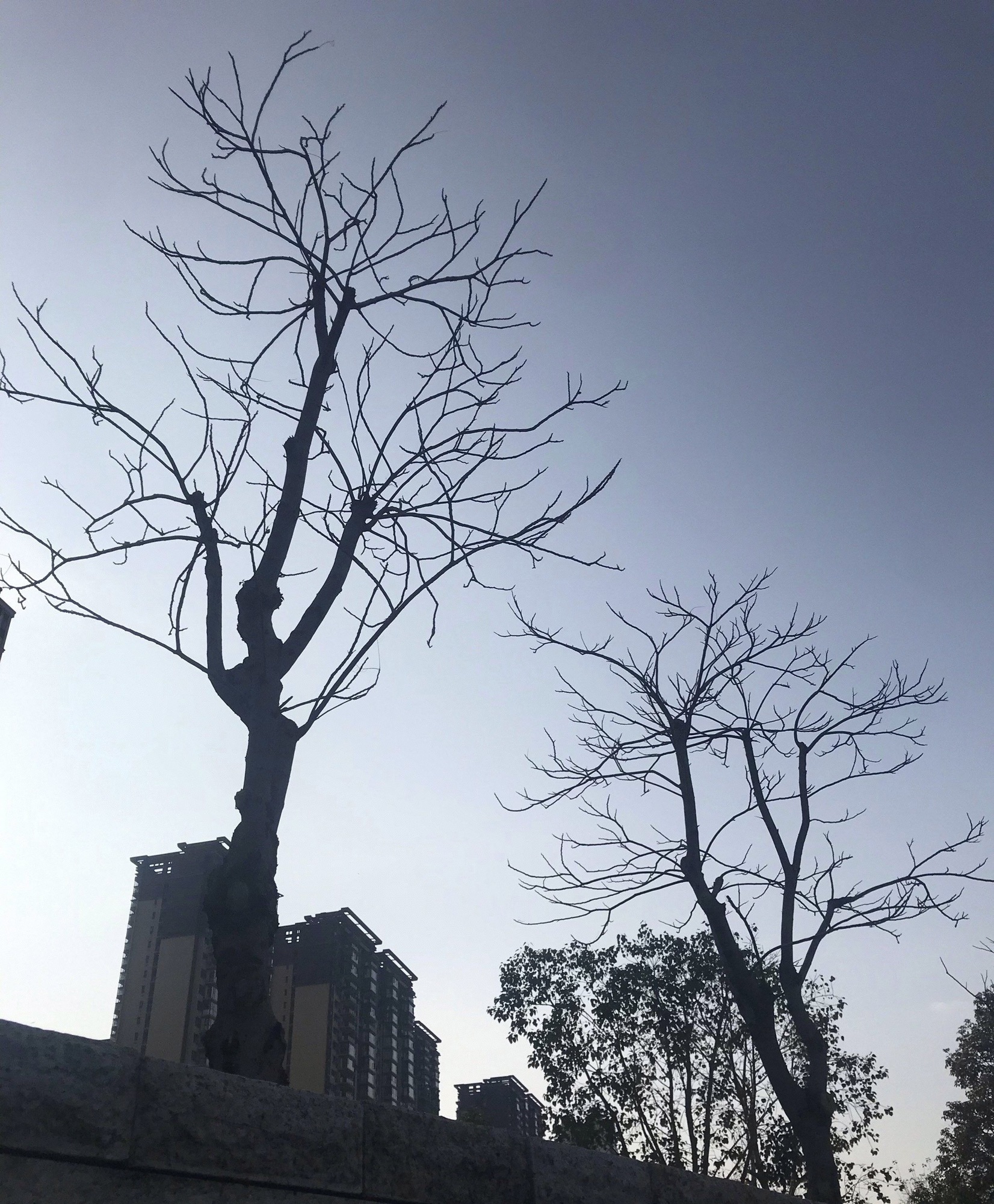 荷香湖公园旅行图片 2