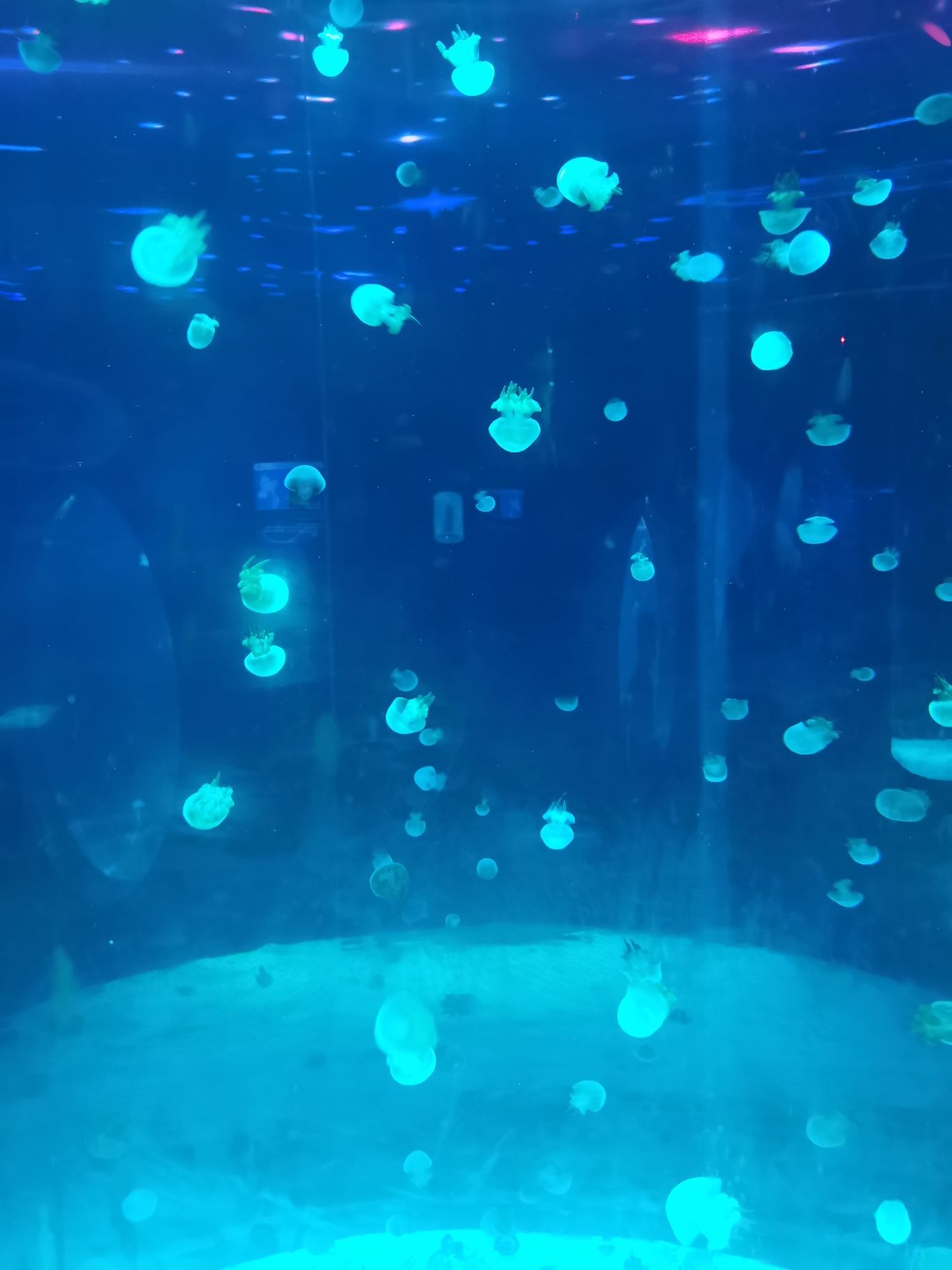 周口海洋馆旅行图片 1
