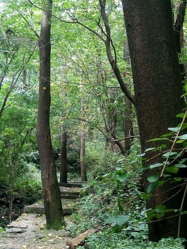 古山森林公园旅行图片 3