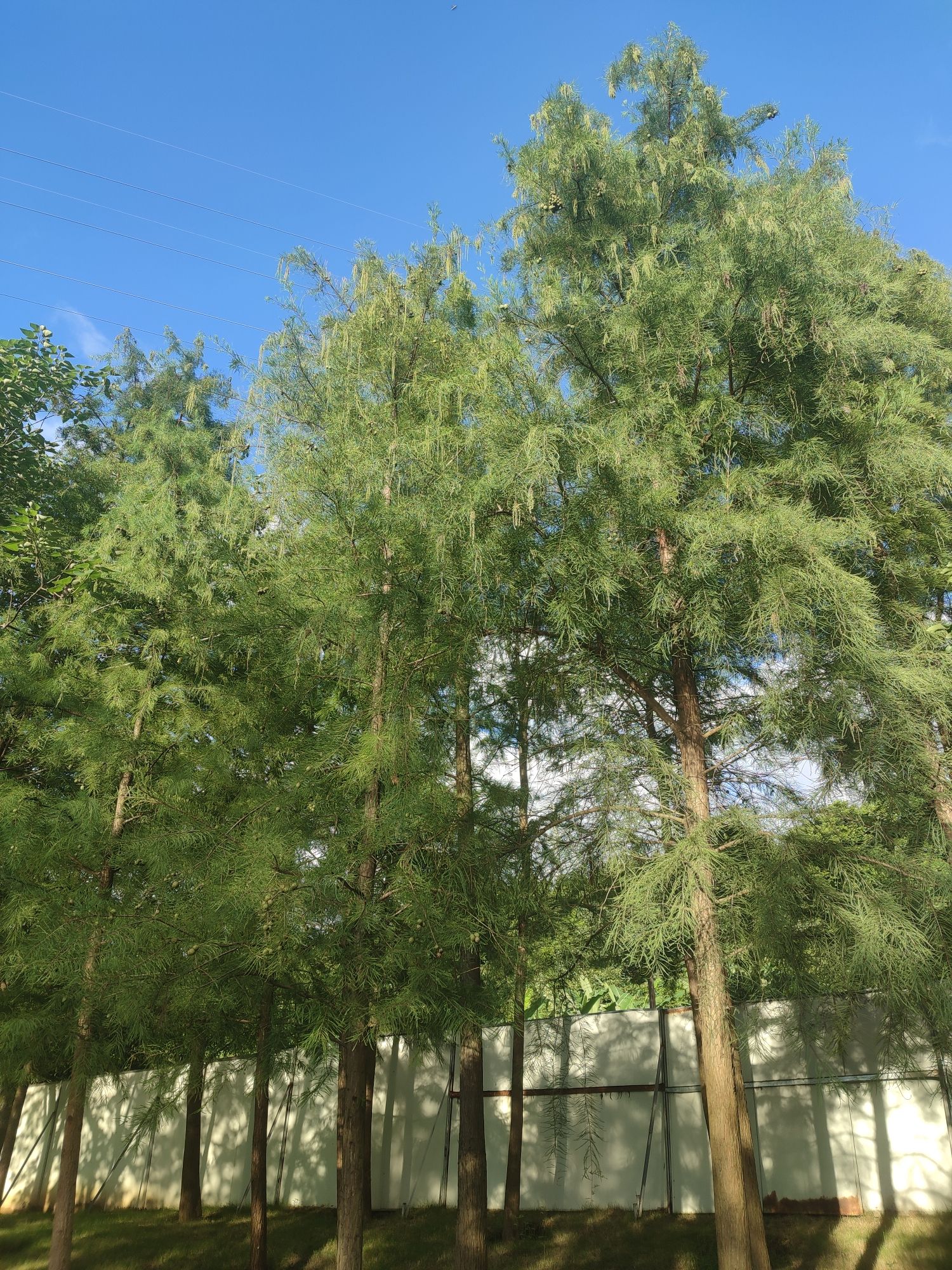 斗顶海绵公园旅行图片 1