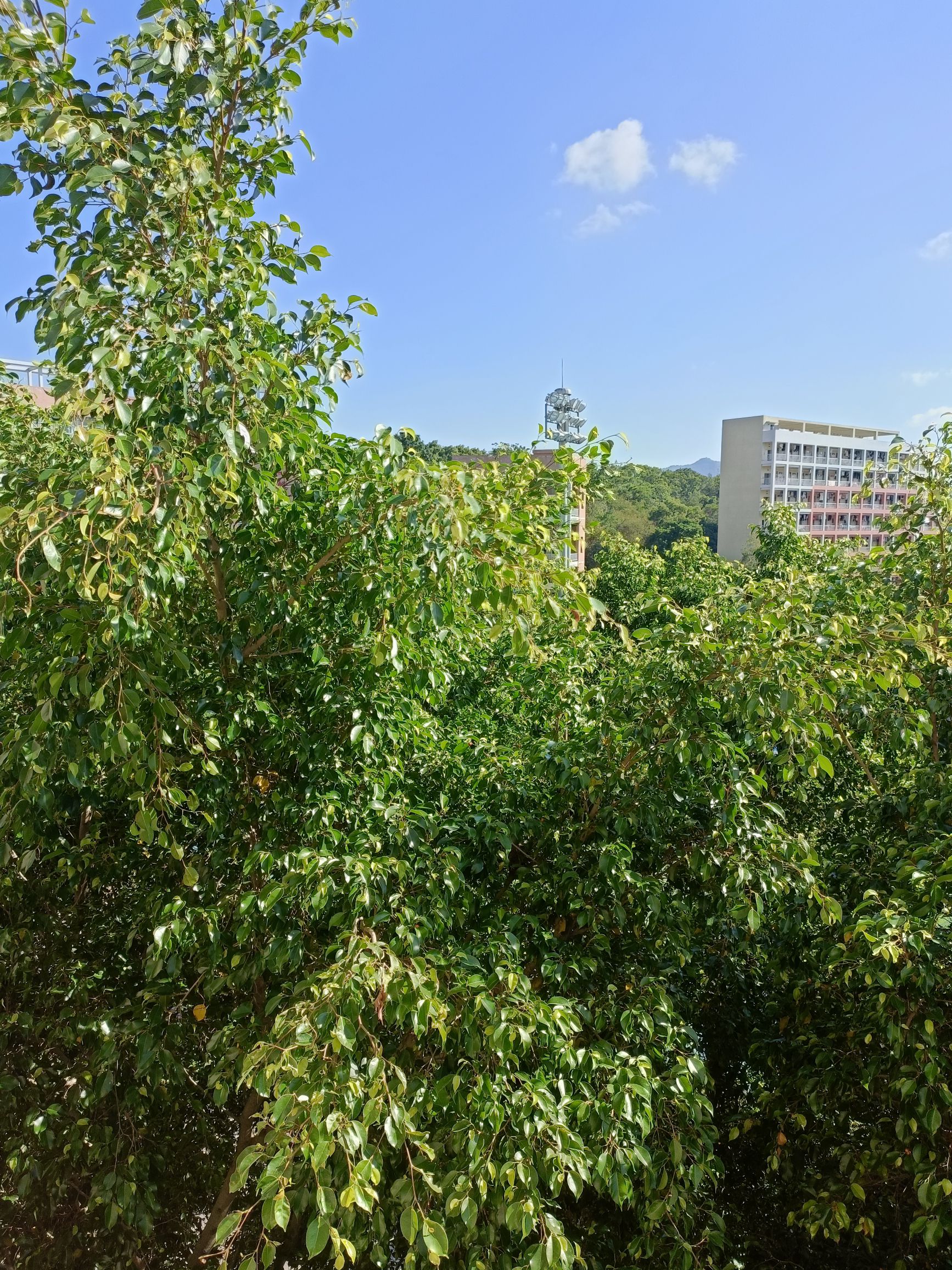 珍珠公园旅行图片 2