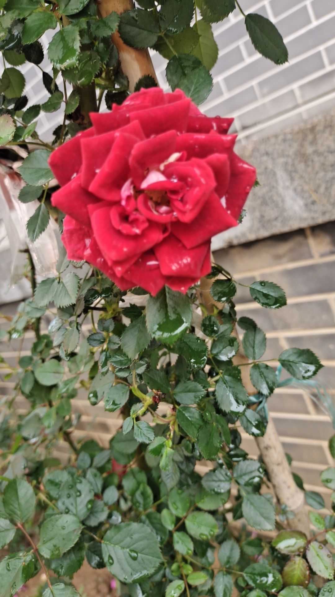 四方湖公园旅行图片 2