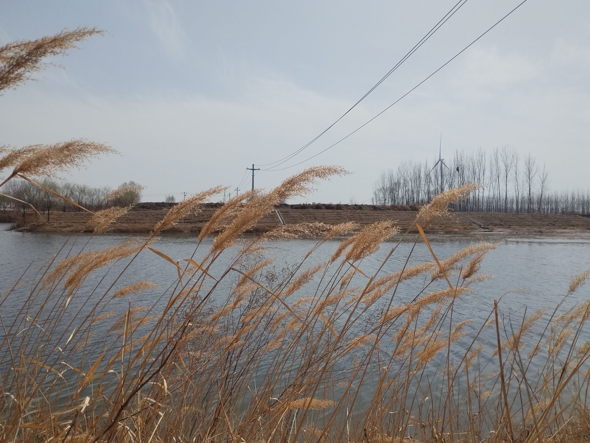 商河大沙河湿地公园旅行图片 1