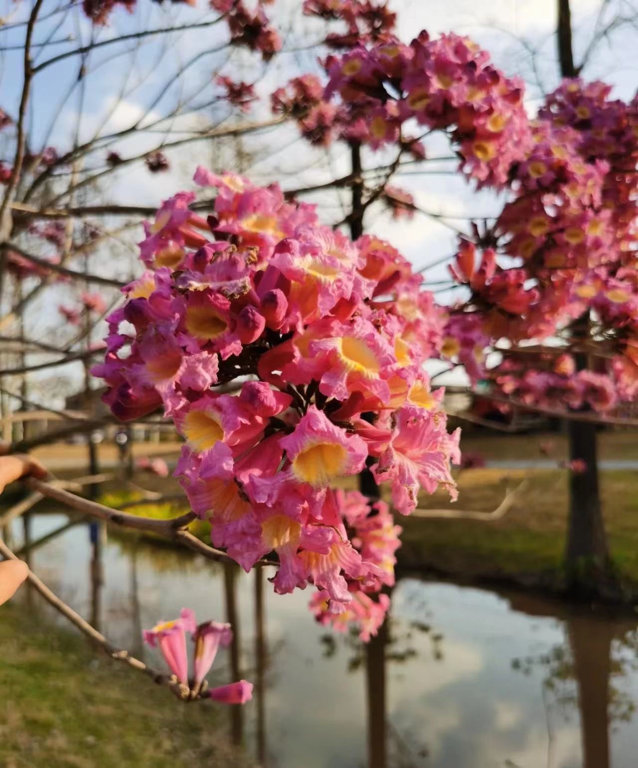 商河大沙河湿地公园旅行图片 1
