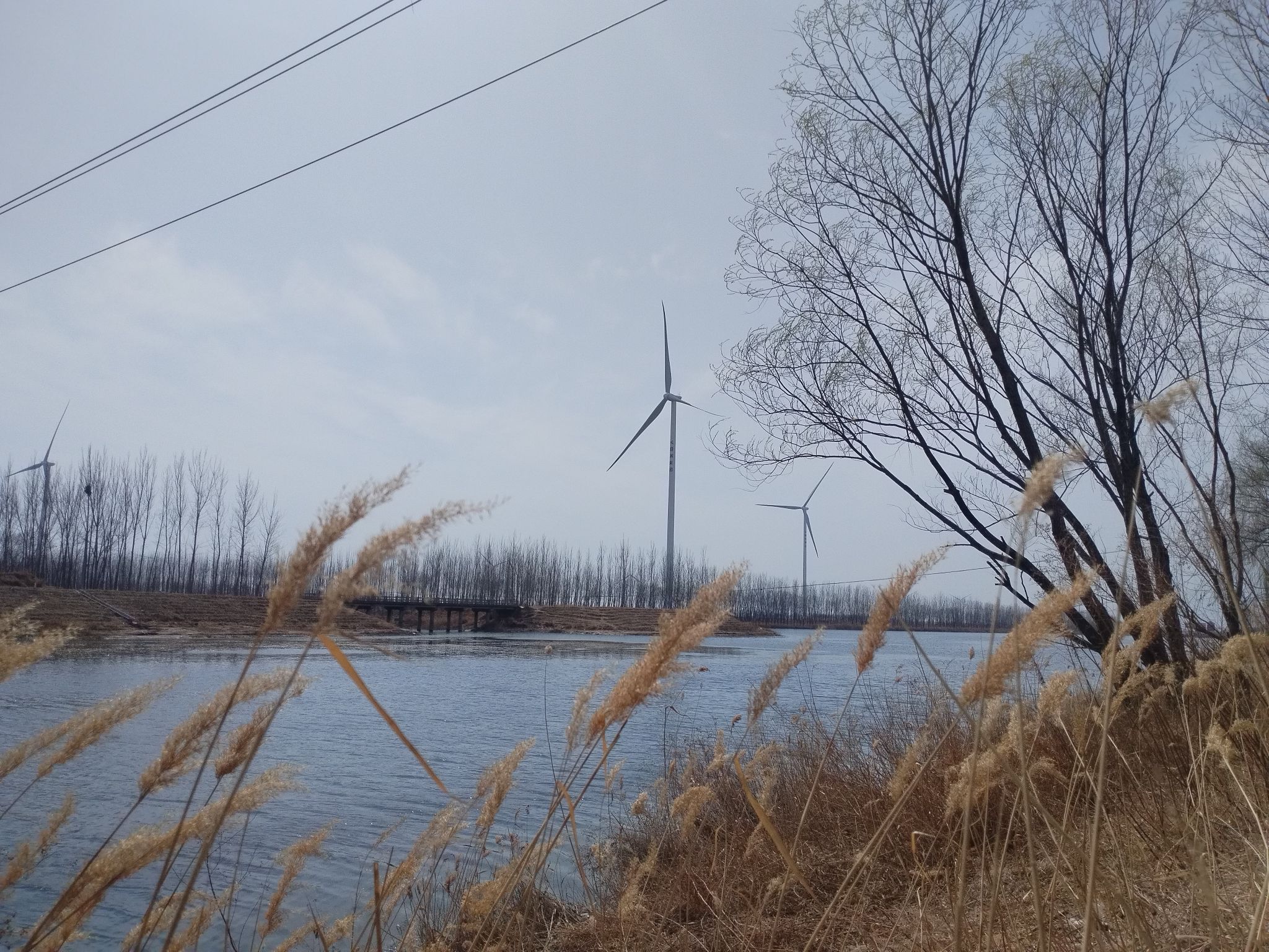 商河大沙河湿地公园旅行图片 2