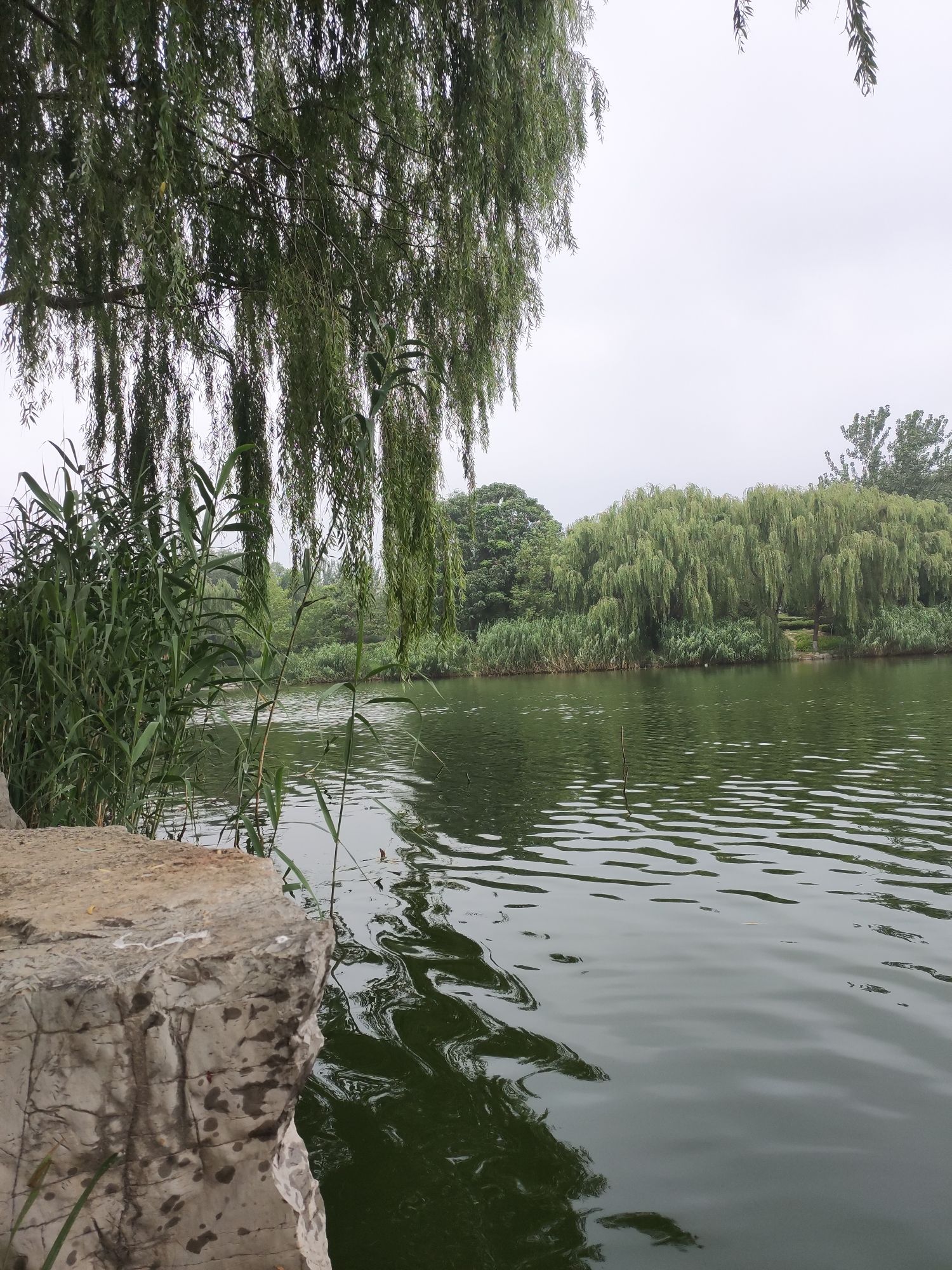 冠县清泉河生态风景区旅行图片 1