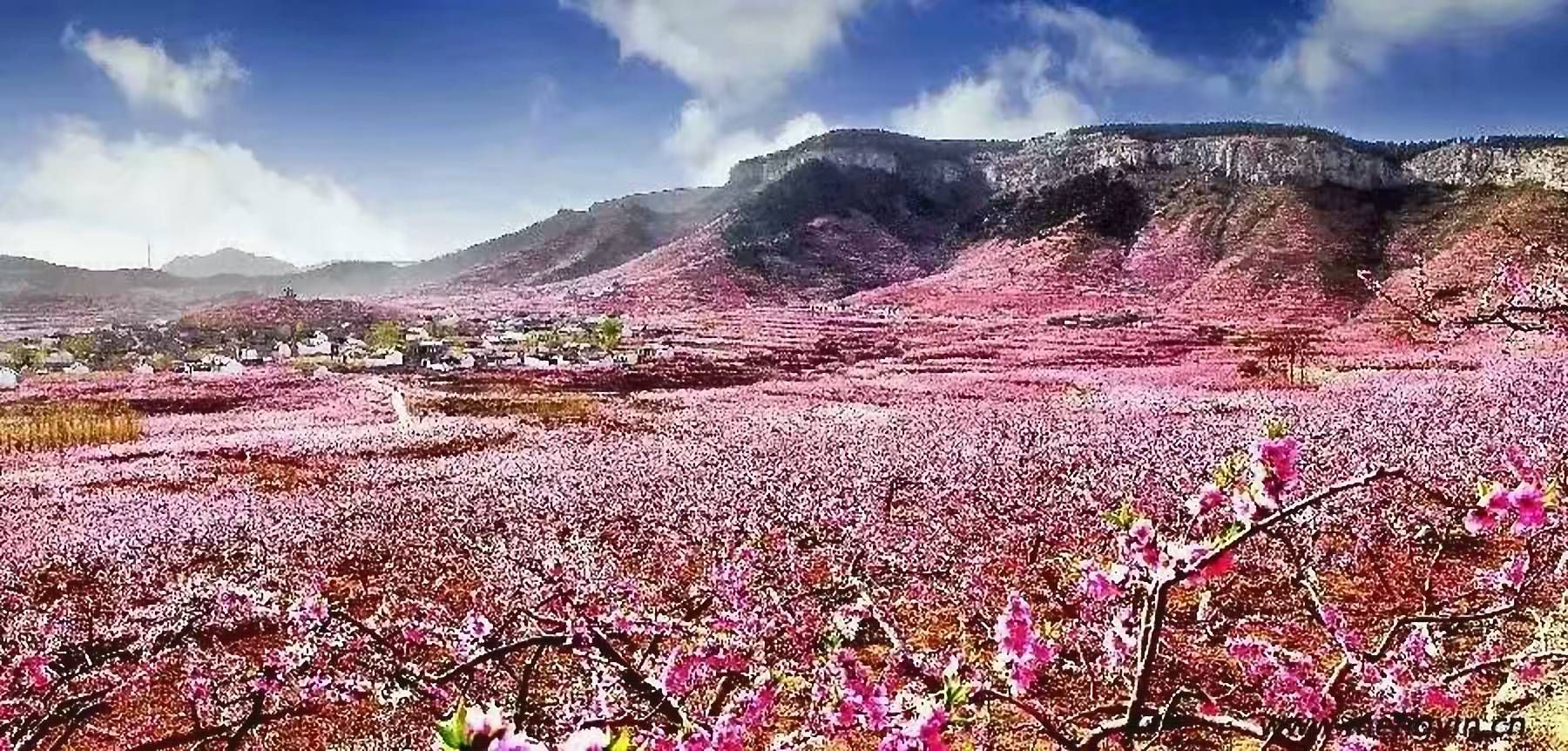 蒙阴旧寨杏山园旅行图片 1